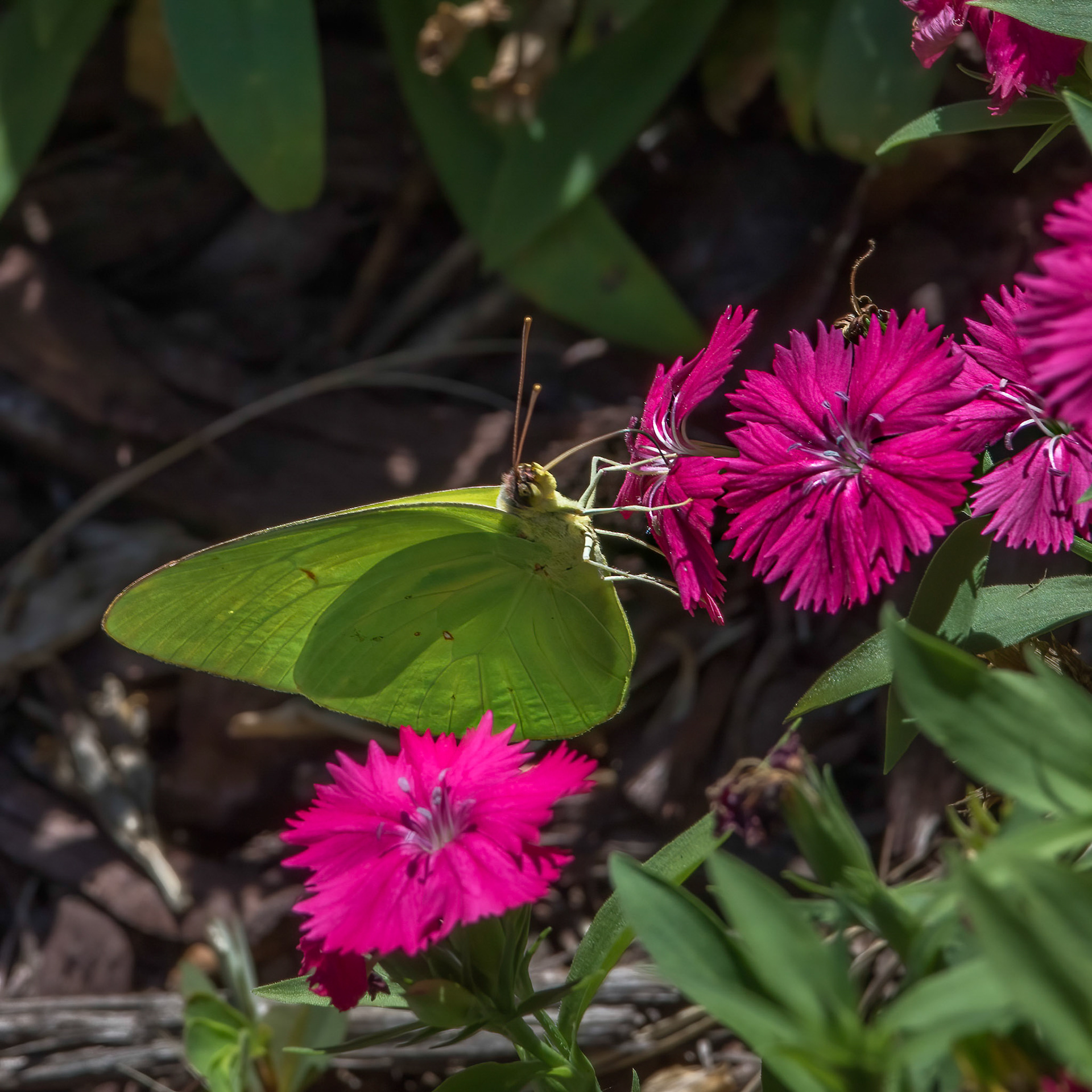 Cloudless Sulfur 2, Brunswick County Botanical Gardens