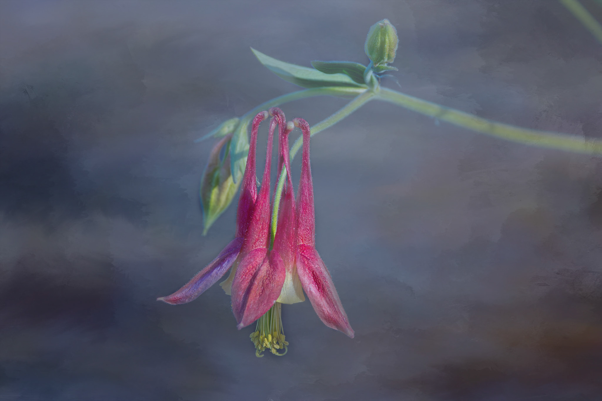 Columbine 2a, Brunswick County Botanical Gardens