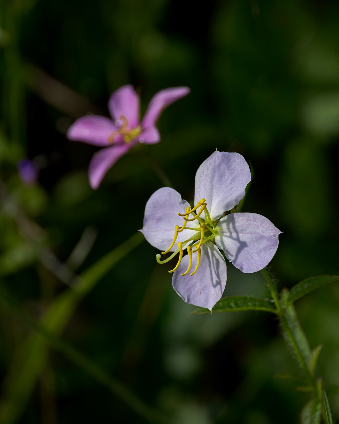 Maryland meadow beauty 4, Greater Green Swamp area