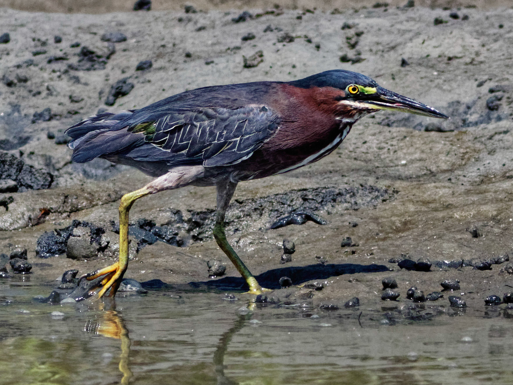 Green Heron 4, OIB ICW