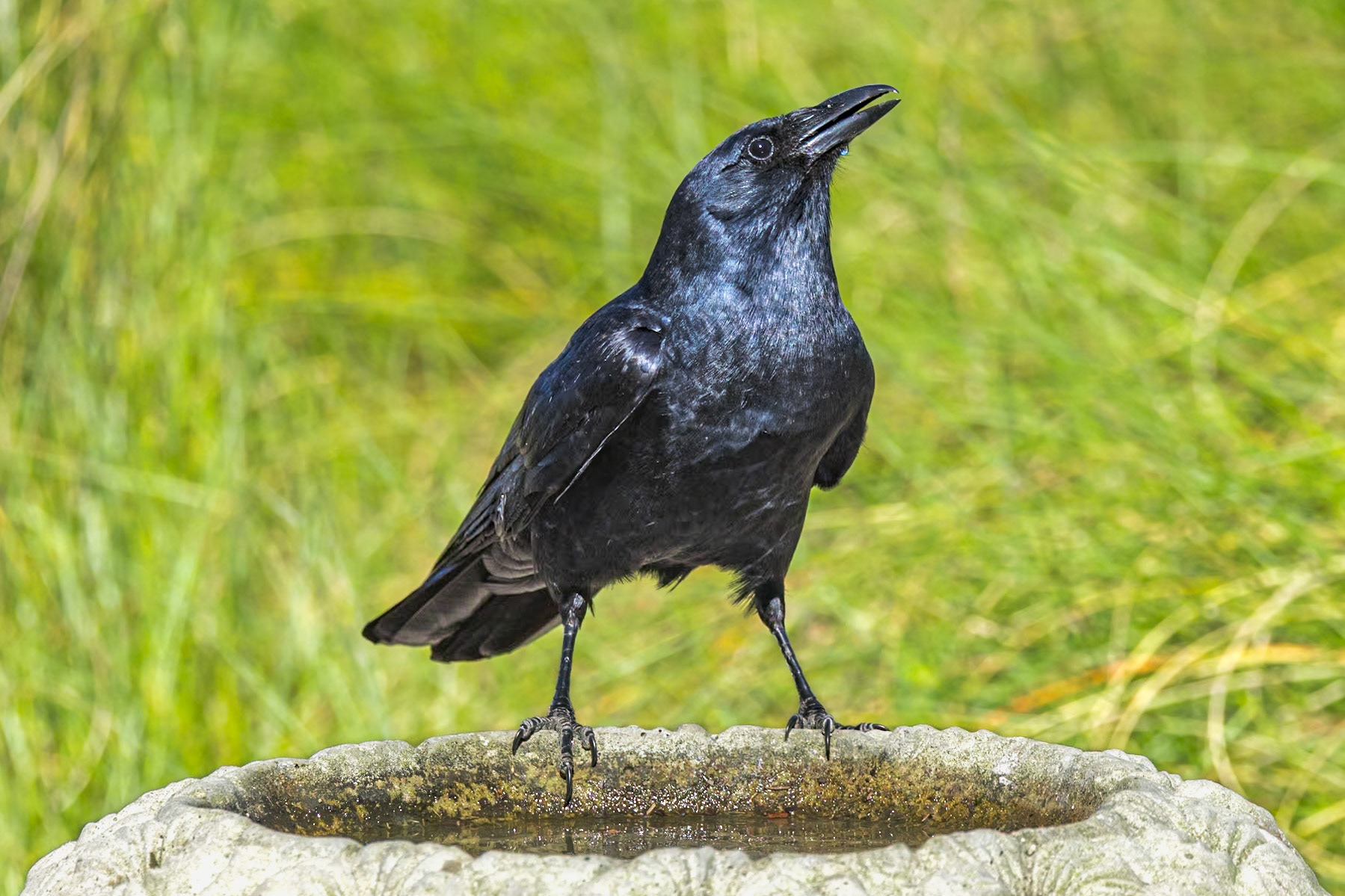 Fish crow 4, Huntington Beach State Park, SC