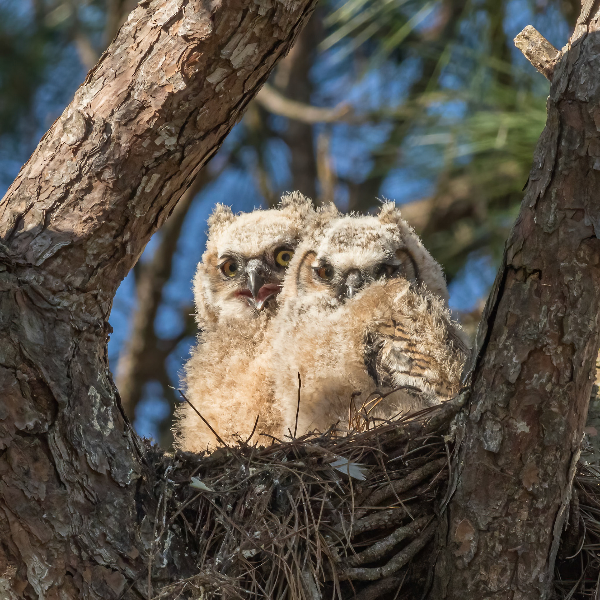 Great Horned Owl 1, Sea Trail