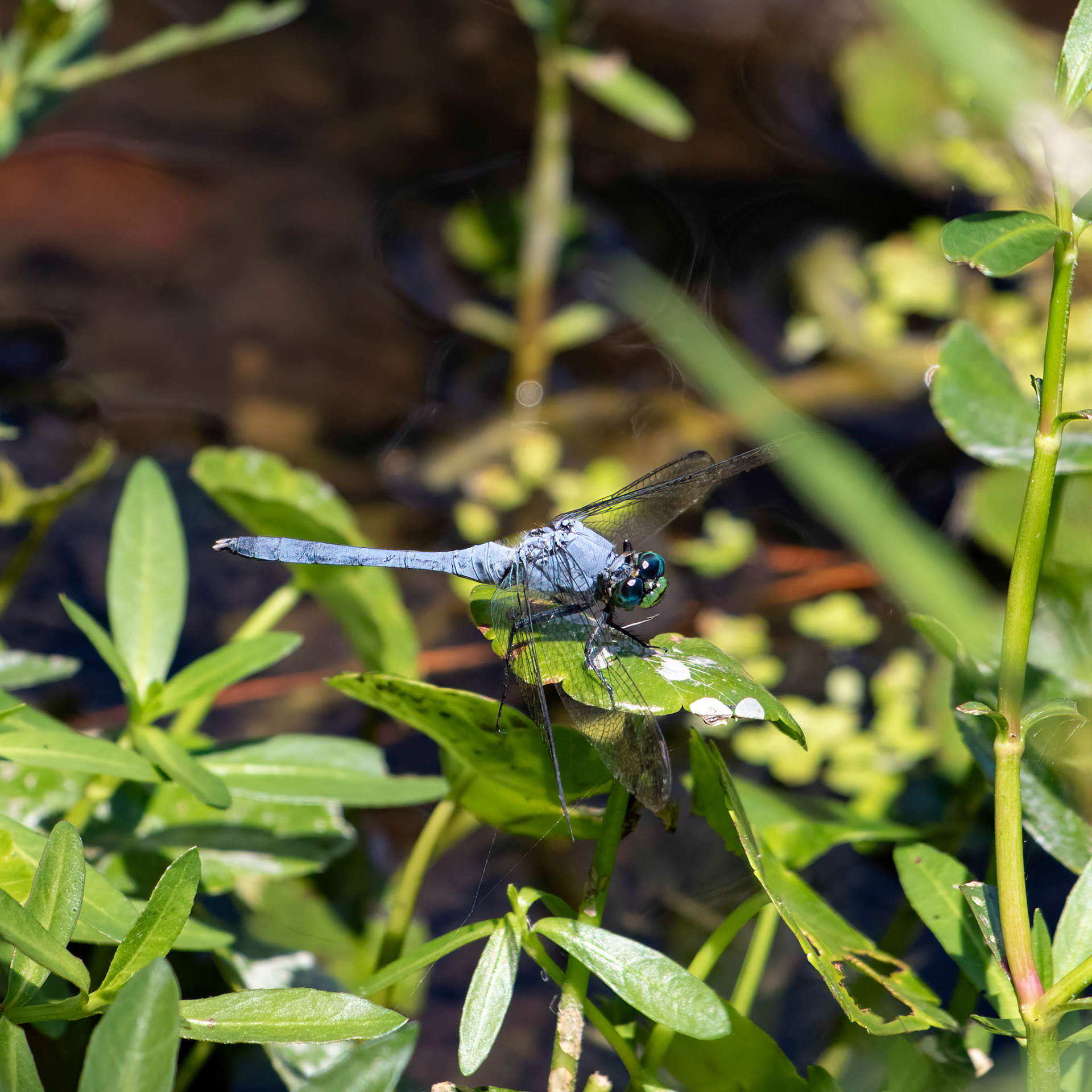 Great Blue Skimmer 1, Airlie Gardens