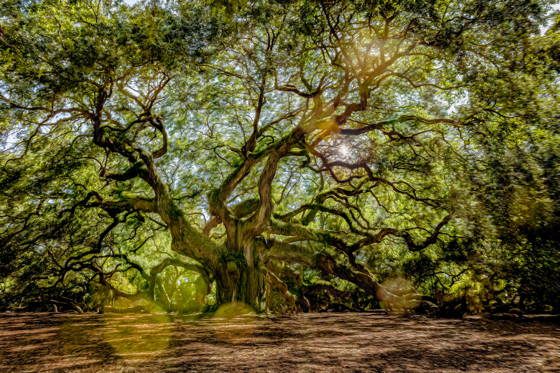 Angel Oak 1 oil paint, Charleston, SC