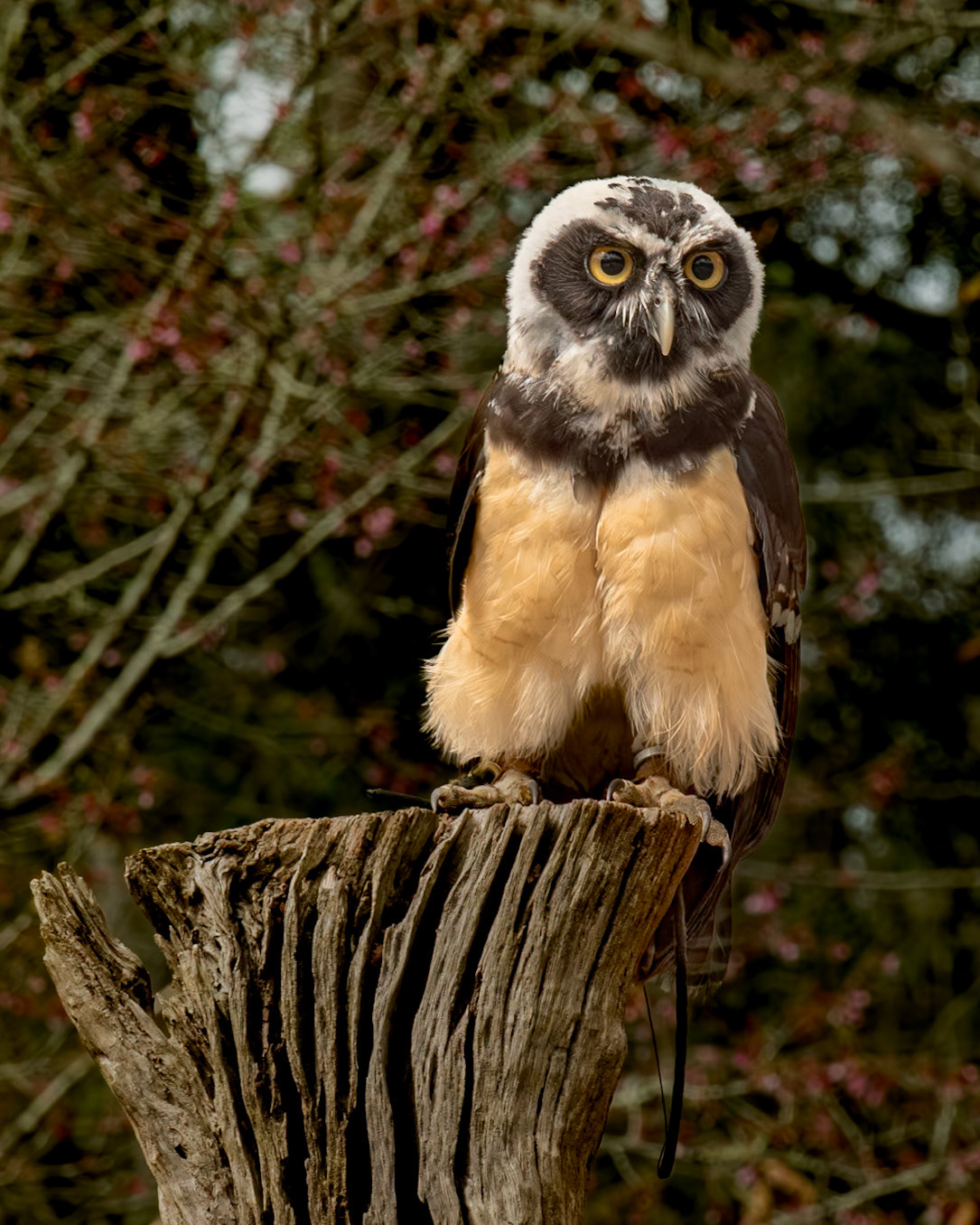 Spectacled owl immature 3, Center for Birds of Prey, Awendaw, SC