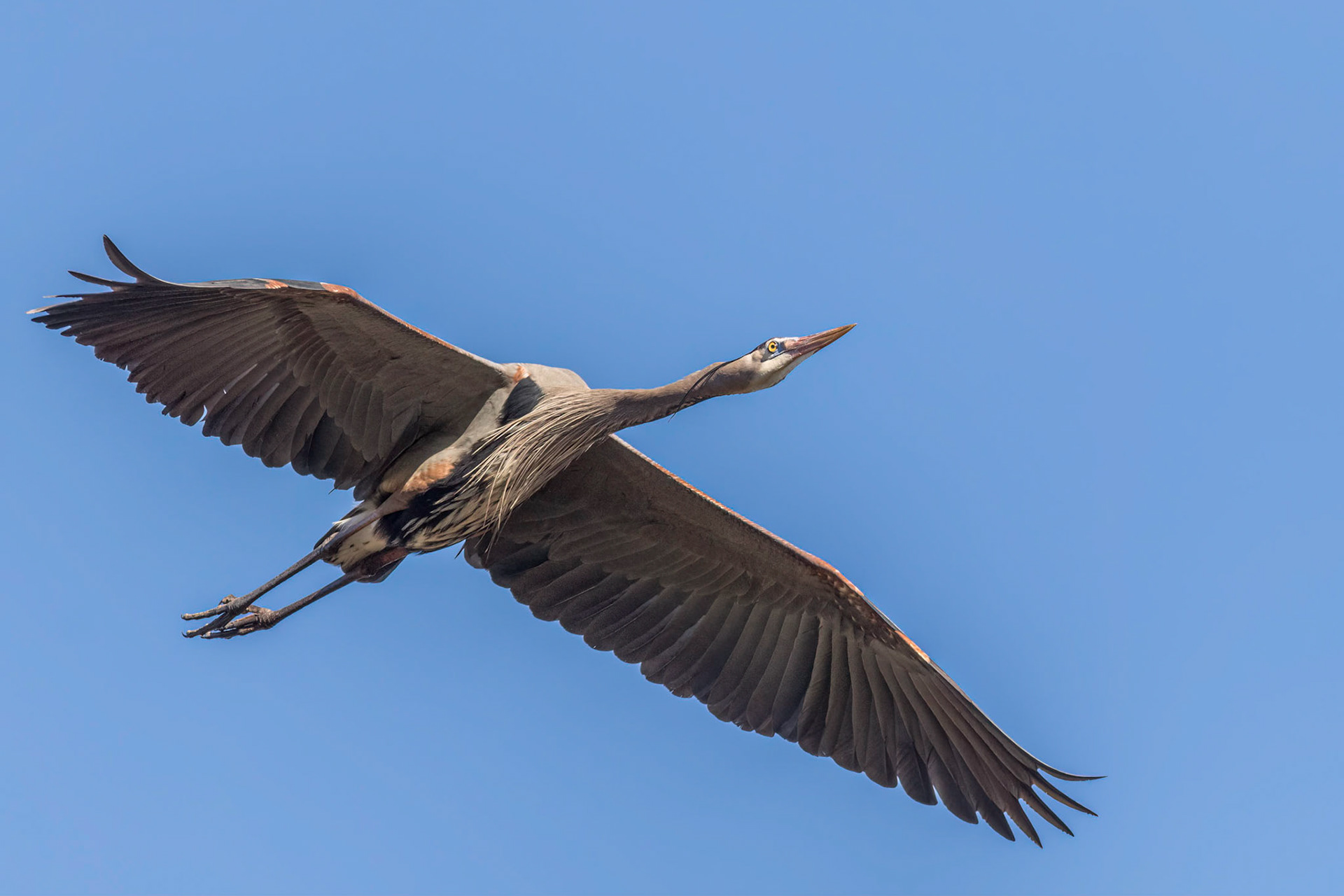 Rookery 44, Sea Trail