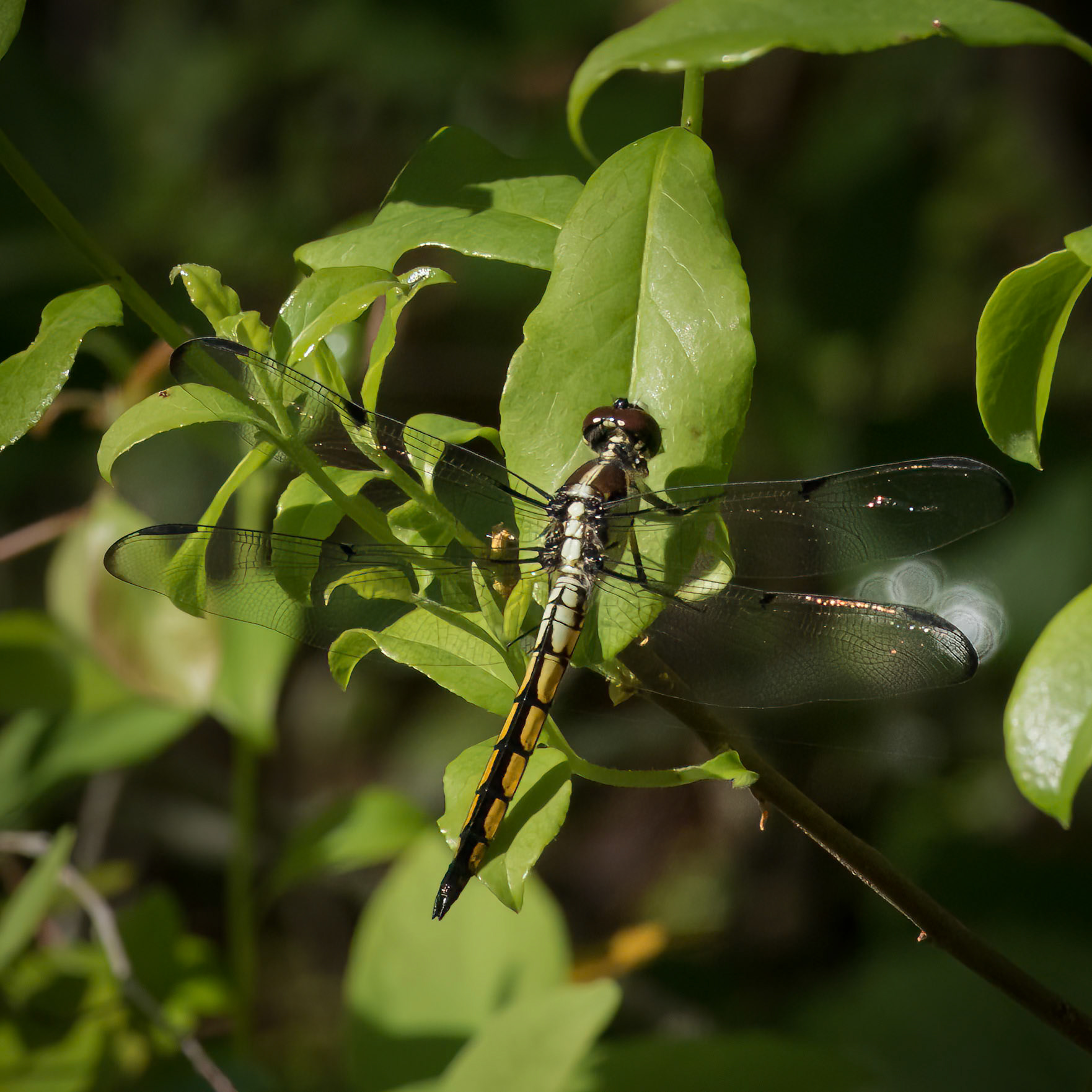 Female or Immature Great Blue Skimmer 1, Ev-Henwood Nature Preserve
