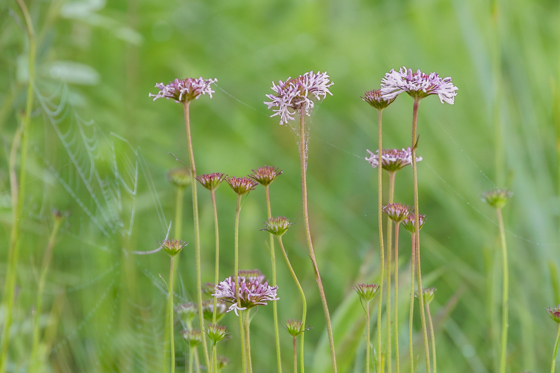 Grassleaf Barbara's-Buttons 3, Green Swamp Area