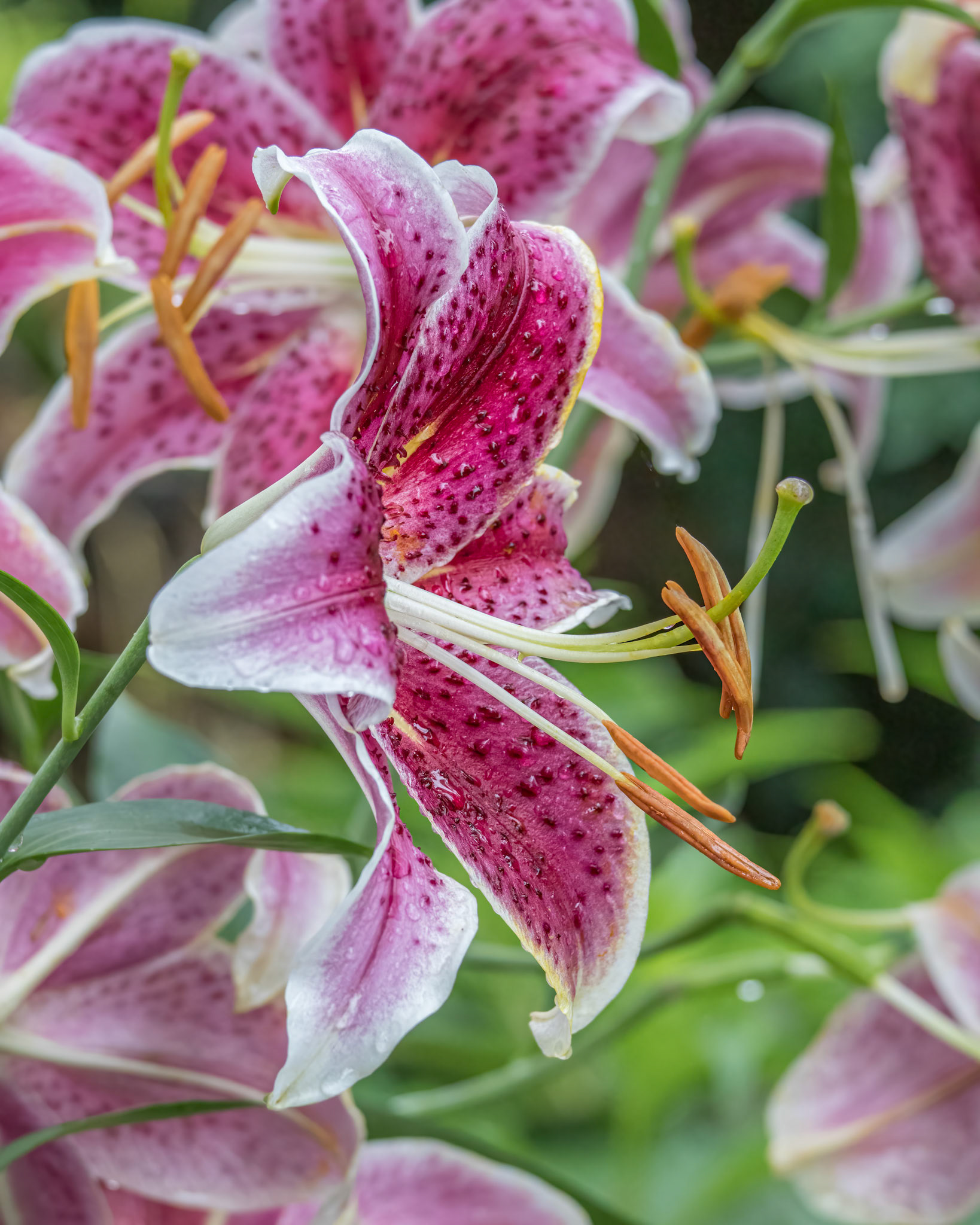 Lily 7, Brunswick County Botanical Gardens