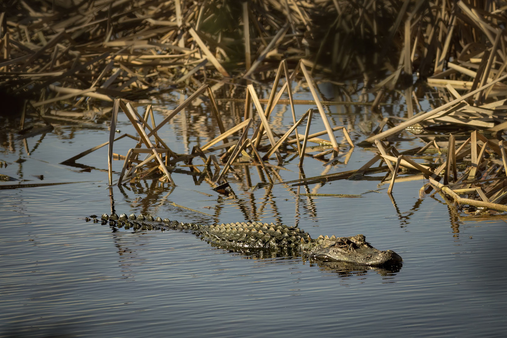 Gator 10, Huntington Beach State Park, SC