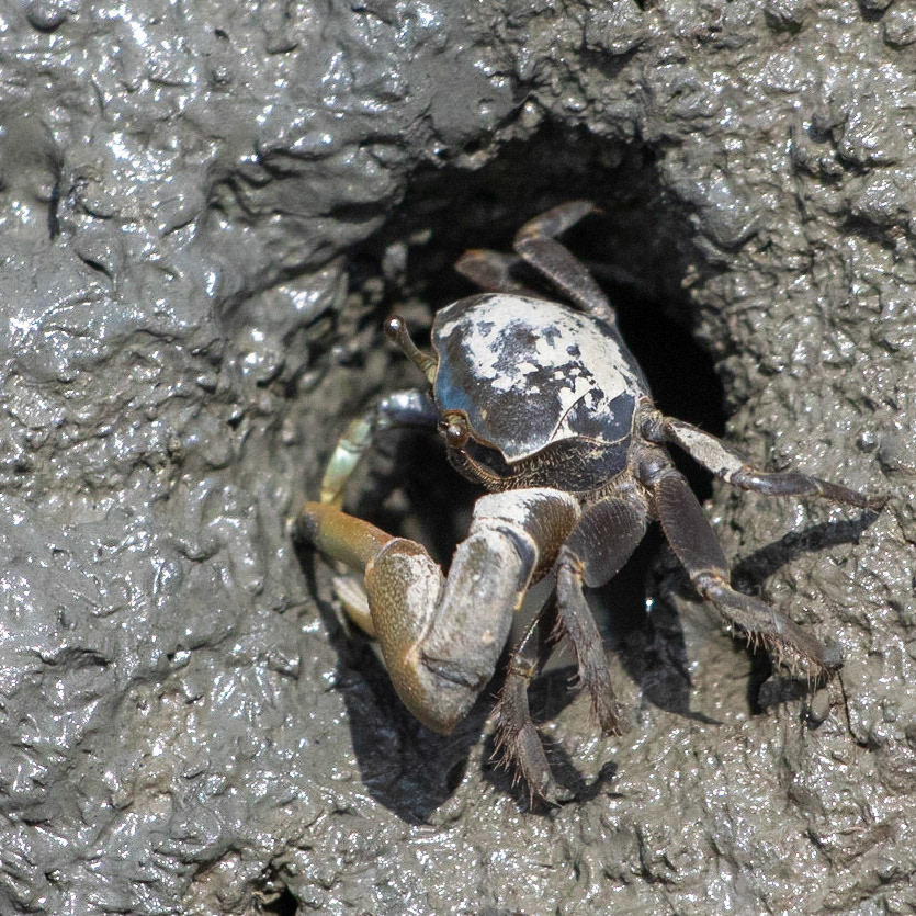 Crab 1, Huntington Beach State Park, SC
