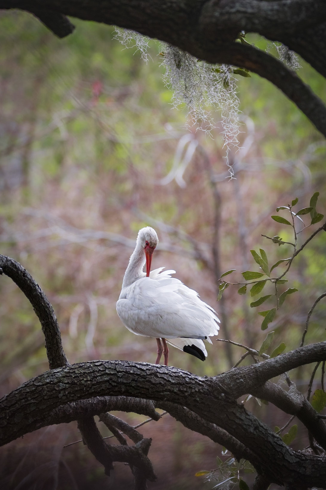 White ibis 6, Cypress Wetlands, Port Royal, SC