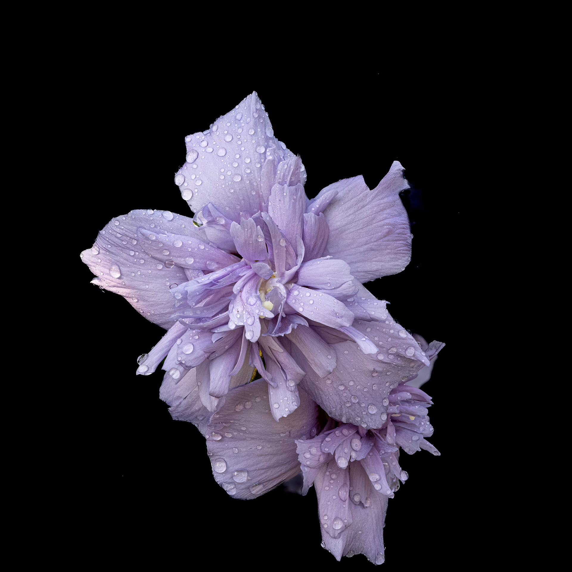 Rose of Sharon 1, Brunswick County Botanical garden