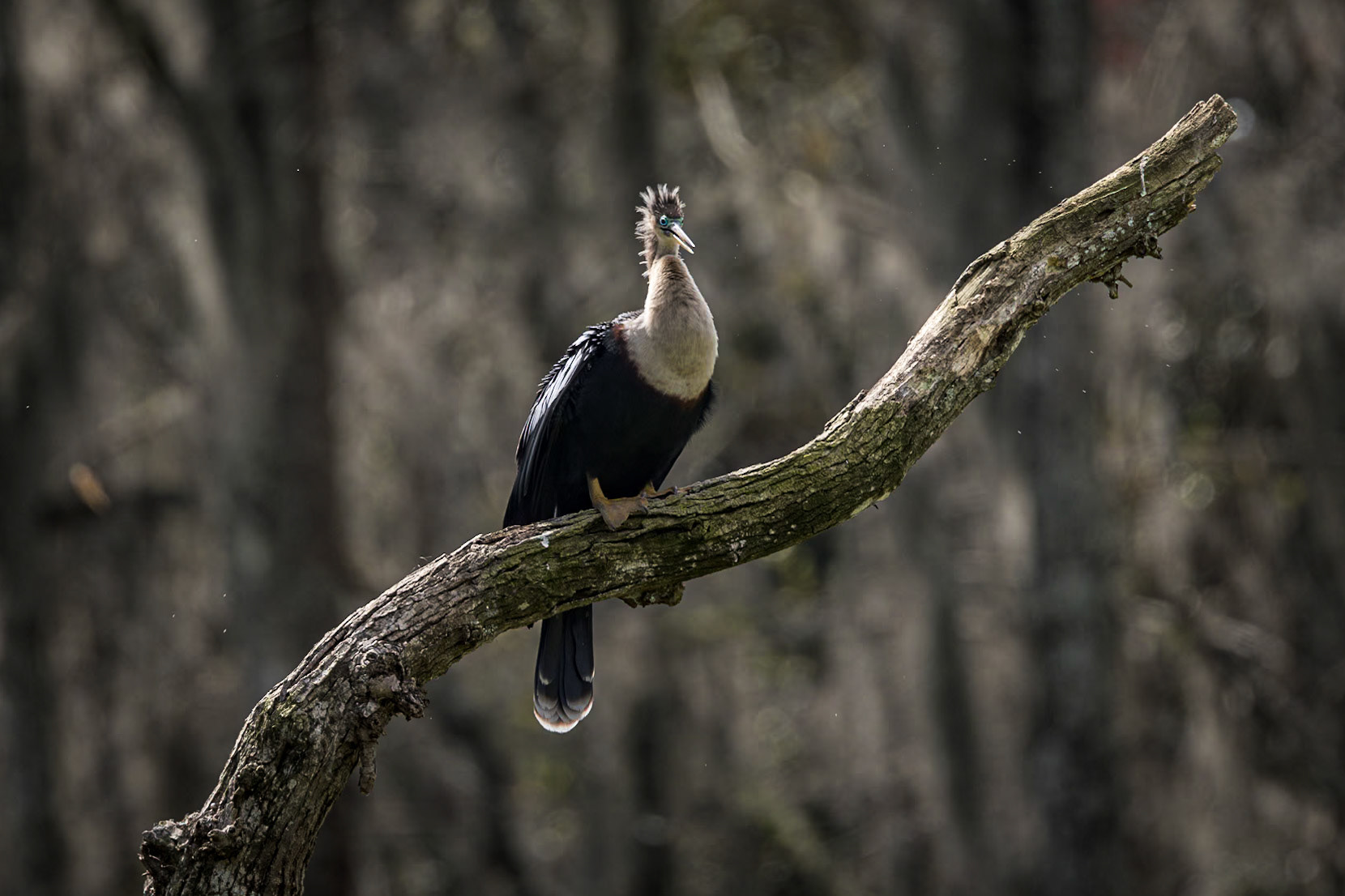 Anhinga 25, Magnolia Plantation Audubon Swamp Garden