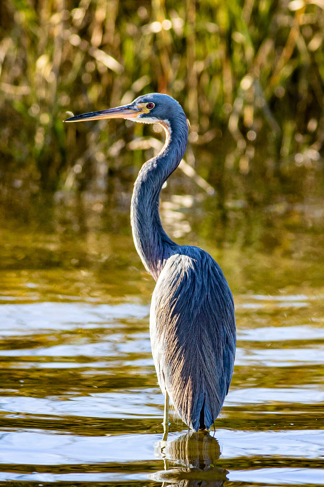 Tricolor Heron 8, OIB Ferry Landing Park