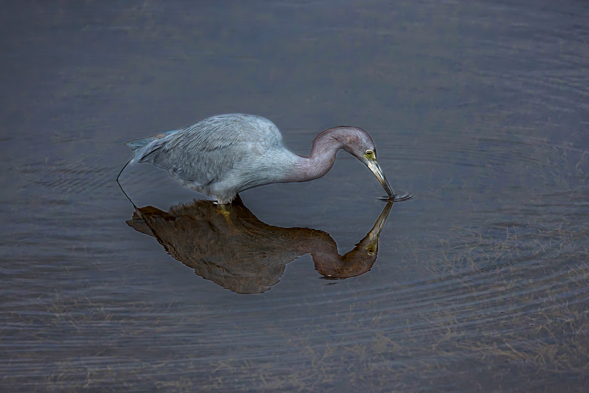 Little Blue Heron 23, Huntington Beach State Park, SC