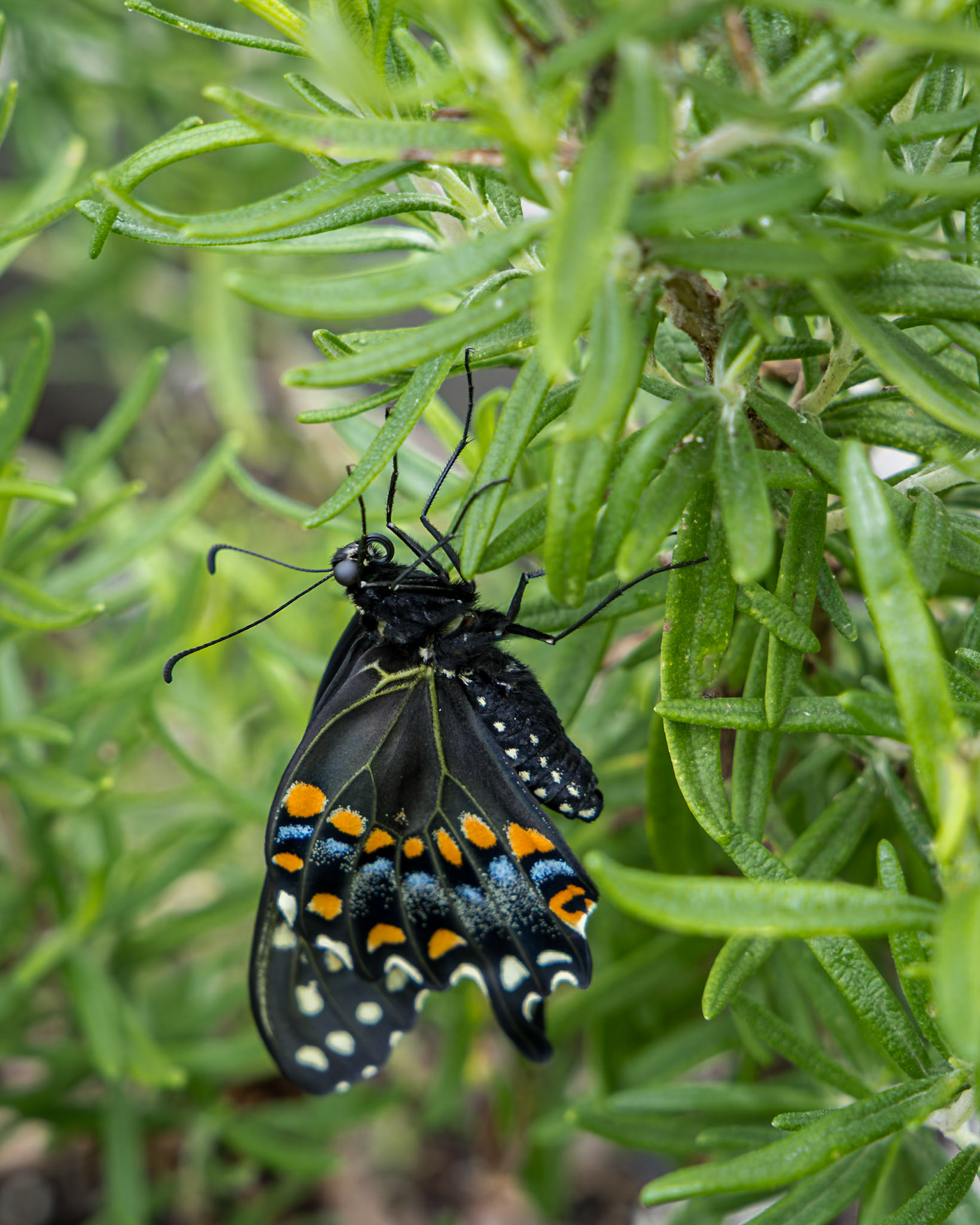 Black swallowtail hatching 5, Private home in Calabash, NC