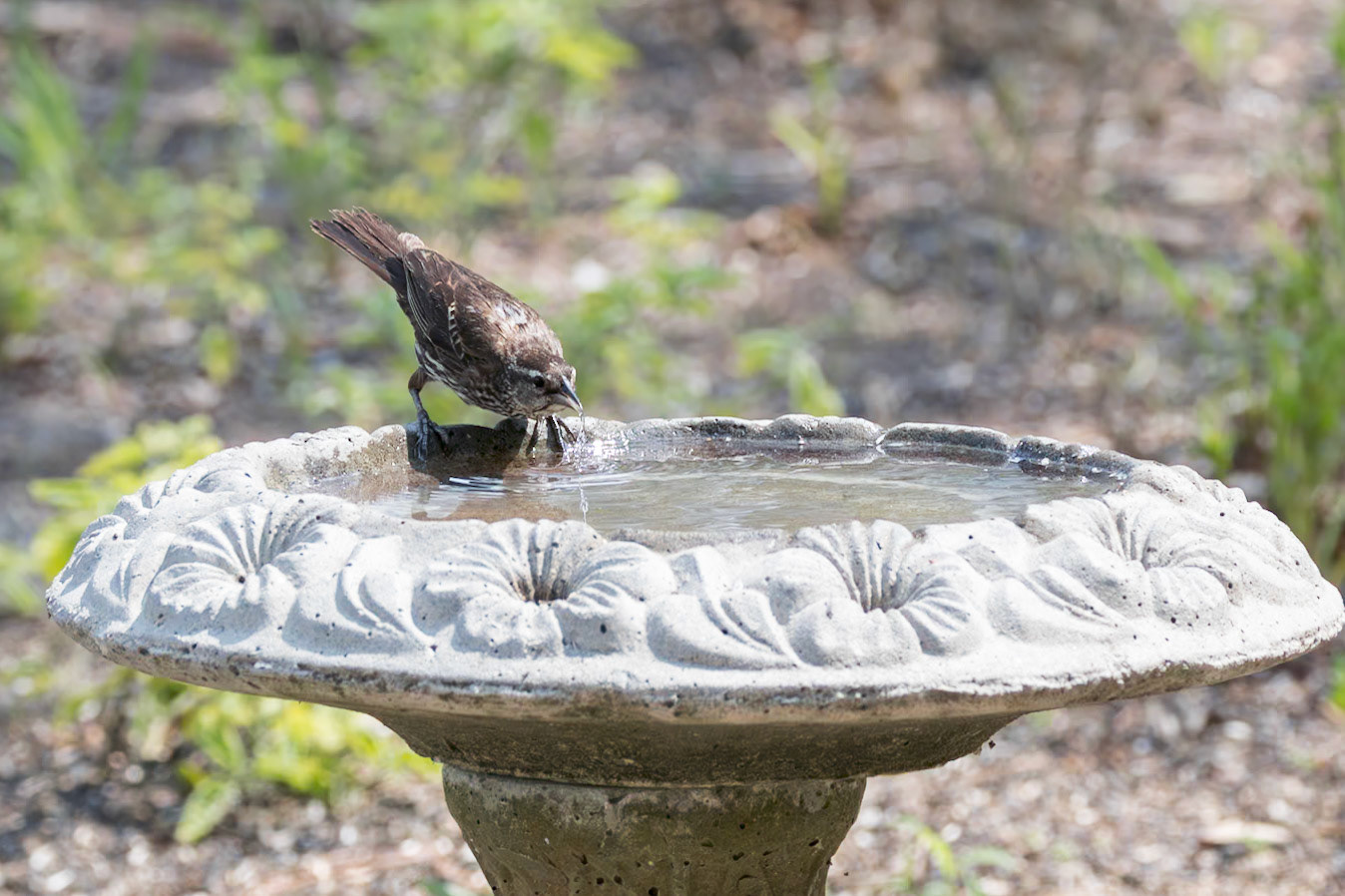 Red winged blackbird, juvenile or female 6, Huntington Beach State Park, SC
