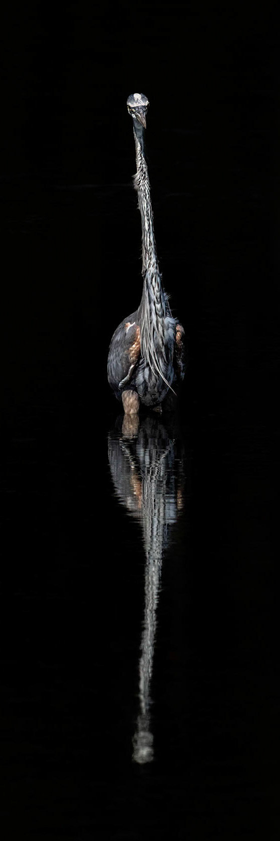 Great blue heron 73, Huntington Beach State Park, SC