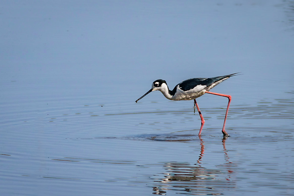 Black necked stilt 1, Donelly WMA