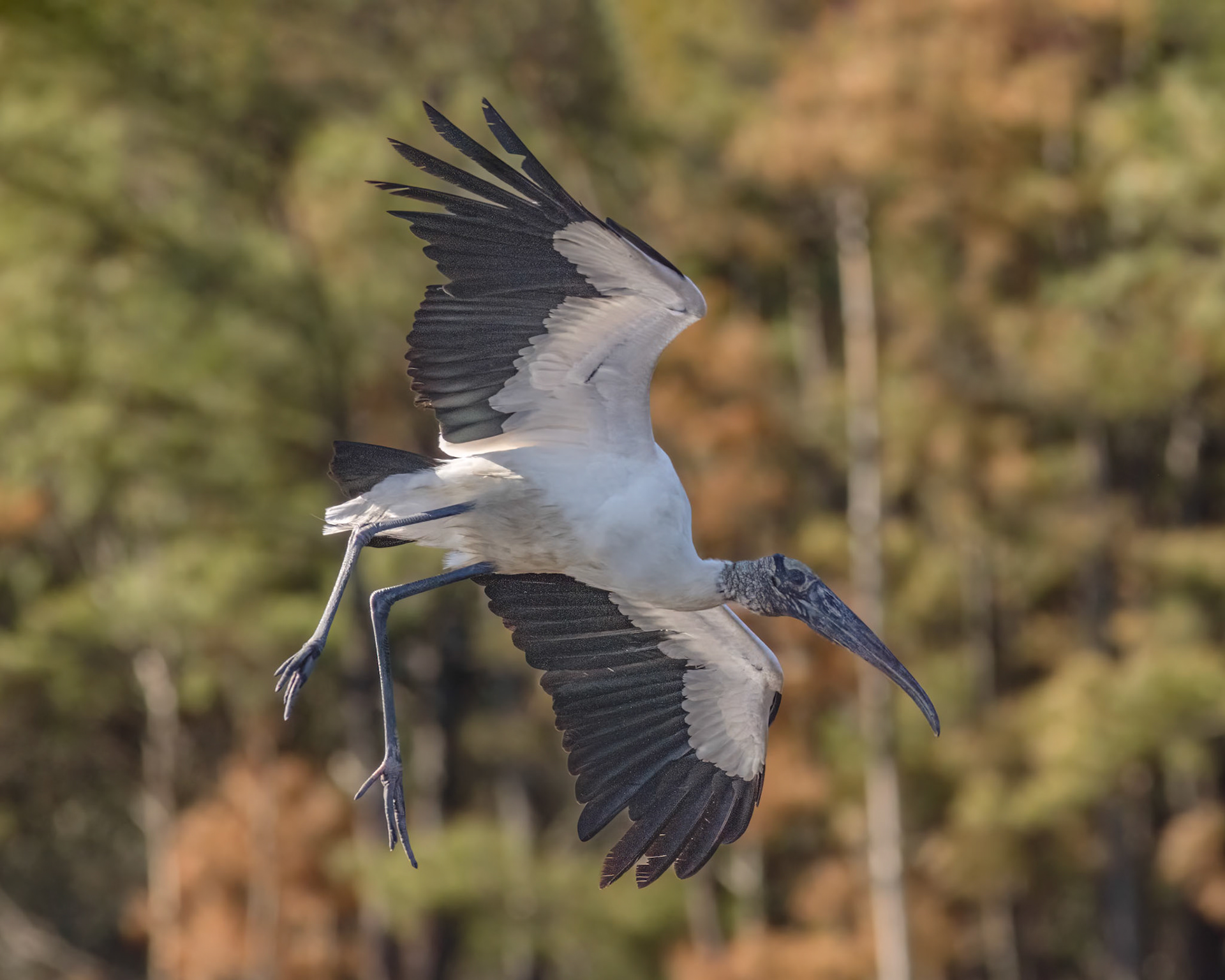 Woodstork 6, Huntington Beach State Park, SC