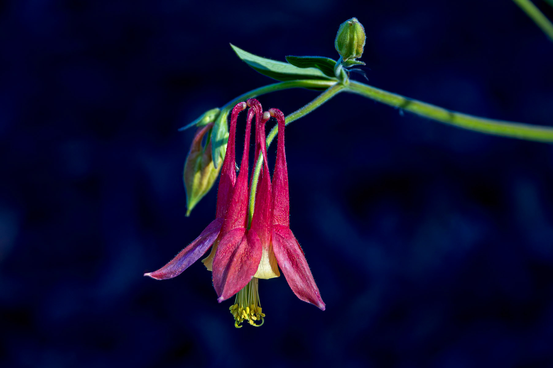 Columbine 2a, Brunswick County Botanical Gardens, Brunswick County Botanical Gardens