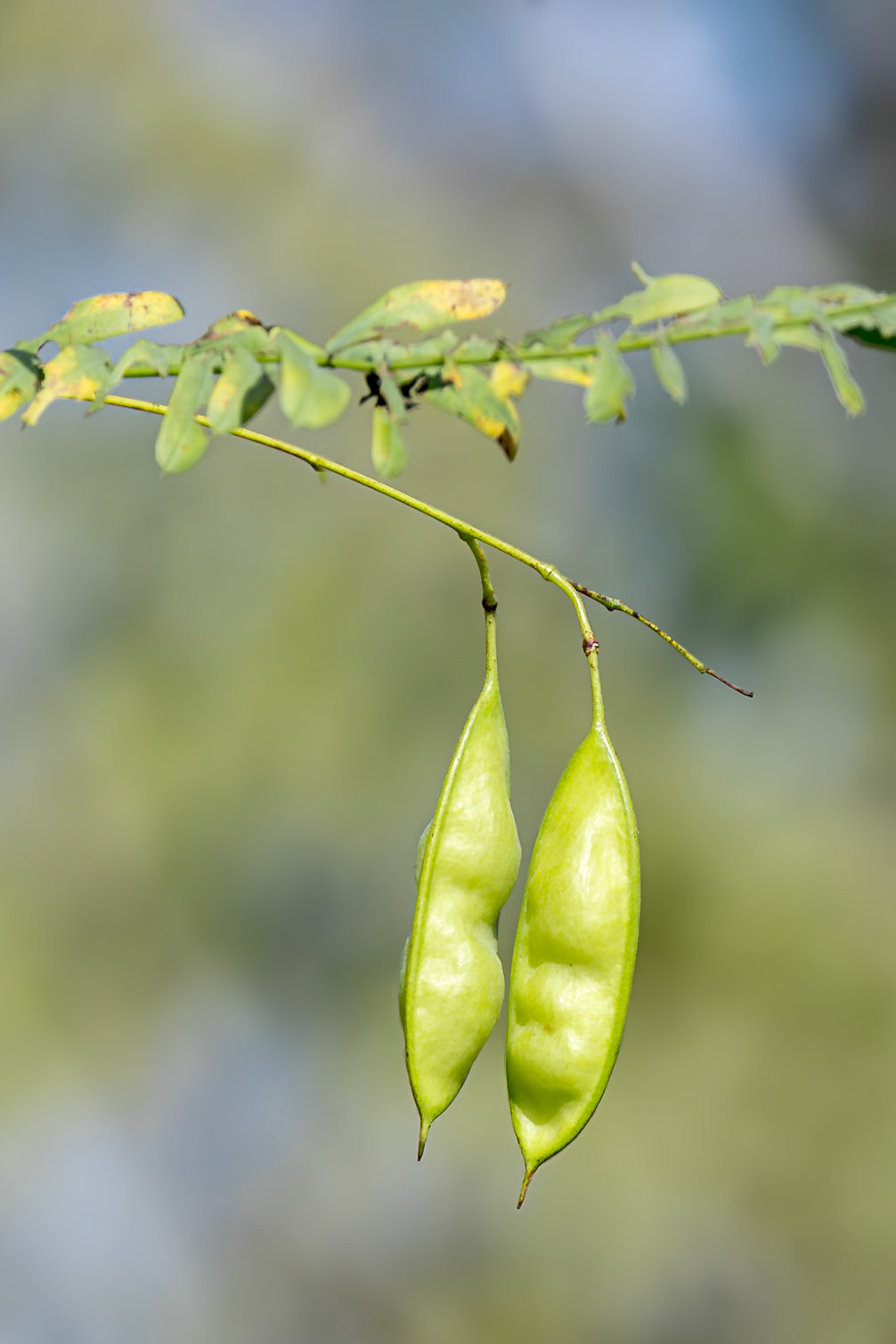 Bean pods 1, Greater Green Swamp Area
