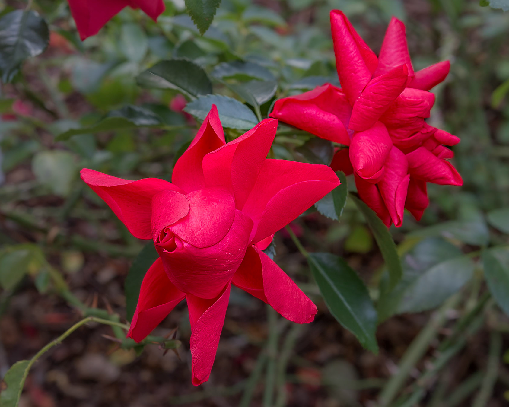 Rose 19, Brunswick County Botanical Gardens