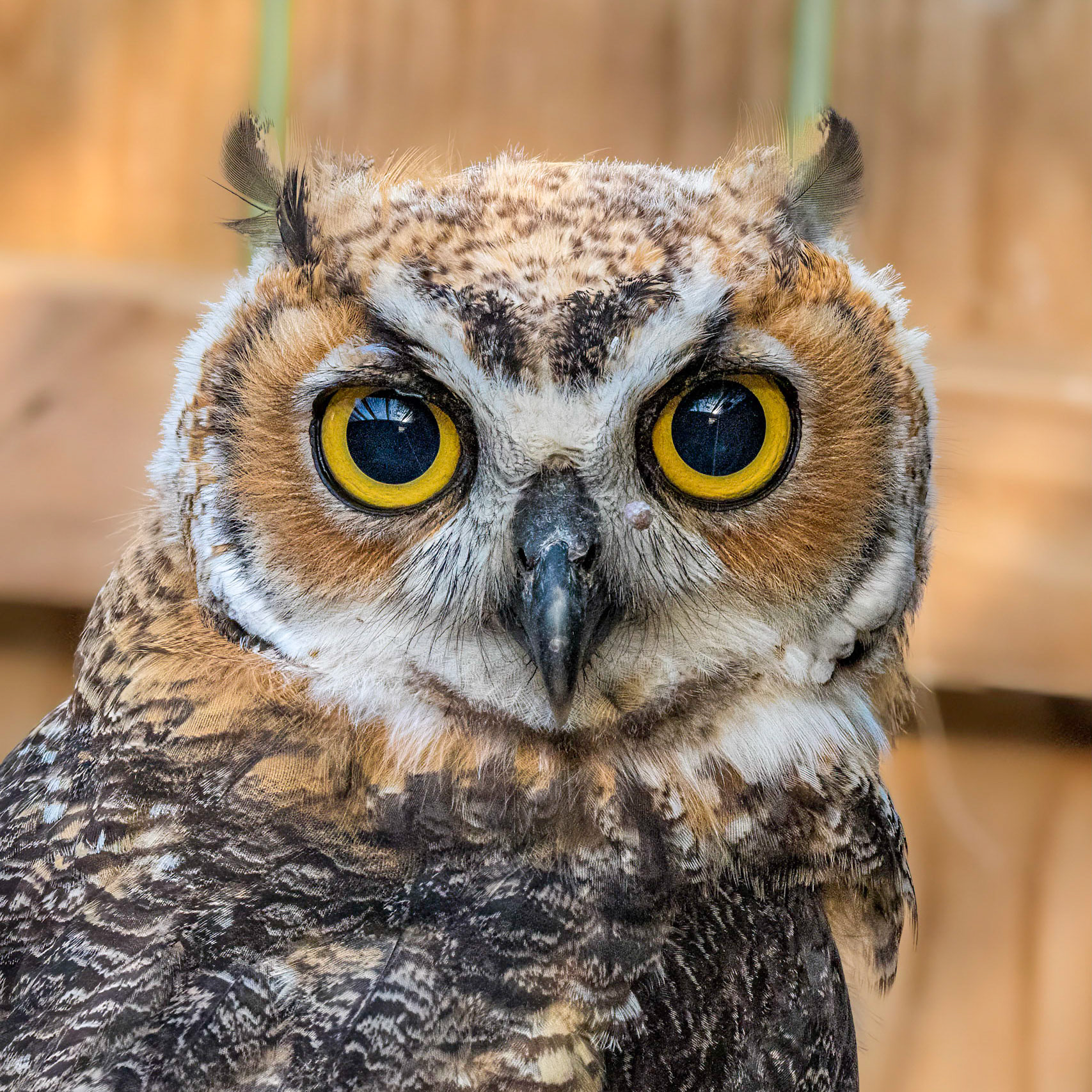 Hootsie 9, Great Horned Owl Juvenile, Sea Biscuit Wildlife Shelter