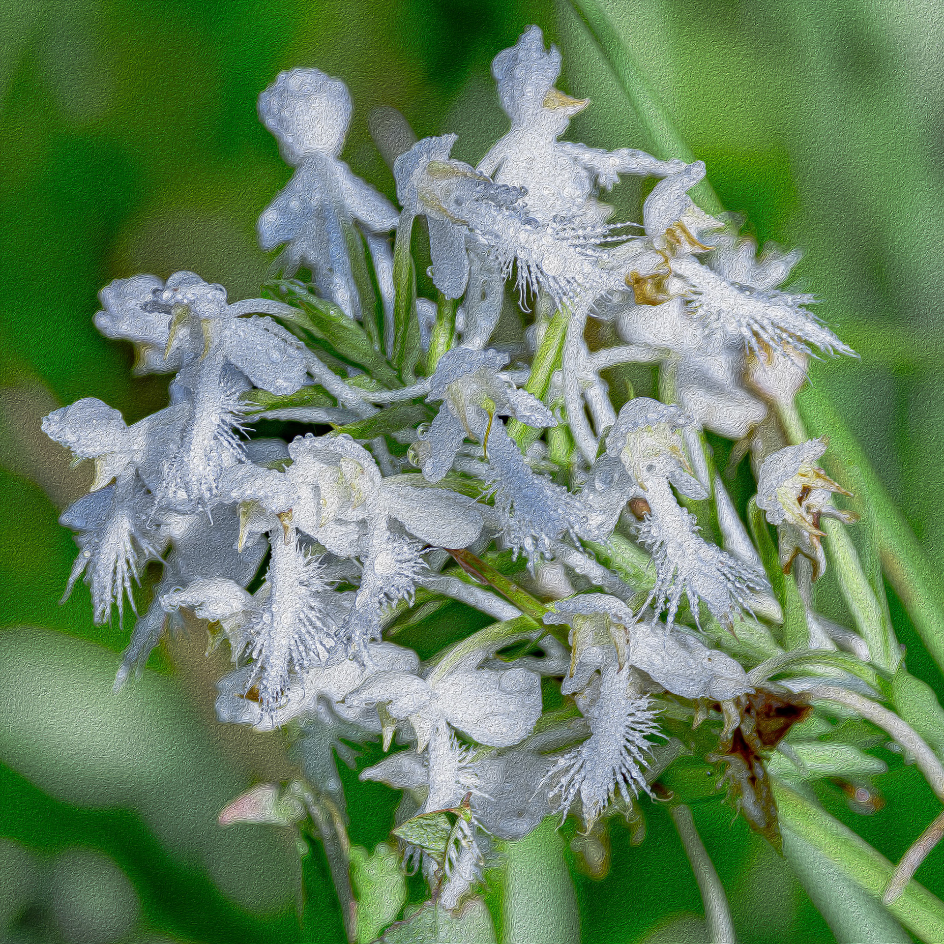 White-fringed orchid 2, Piney Ridge Nature Preserve