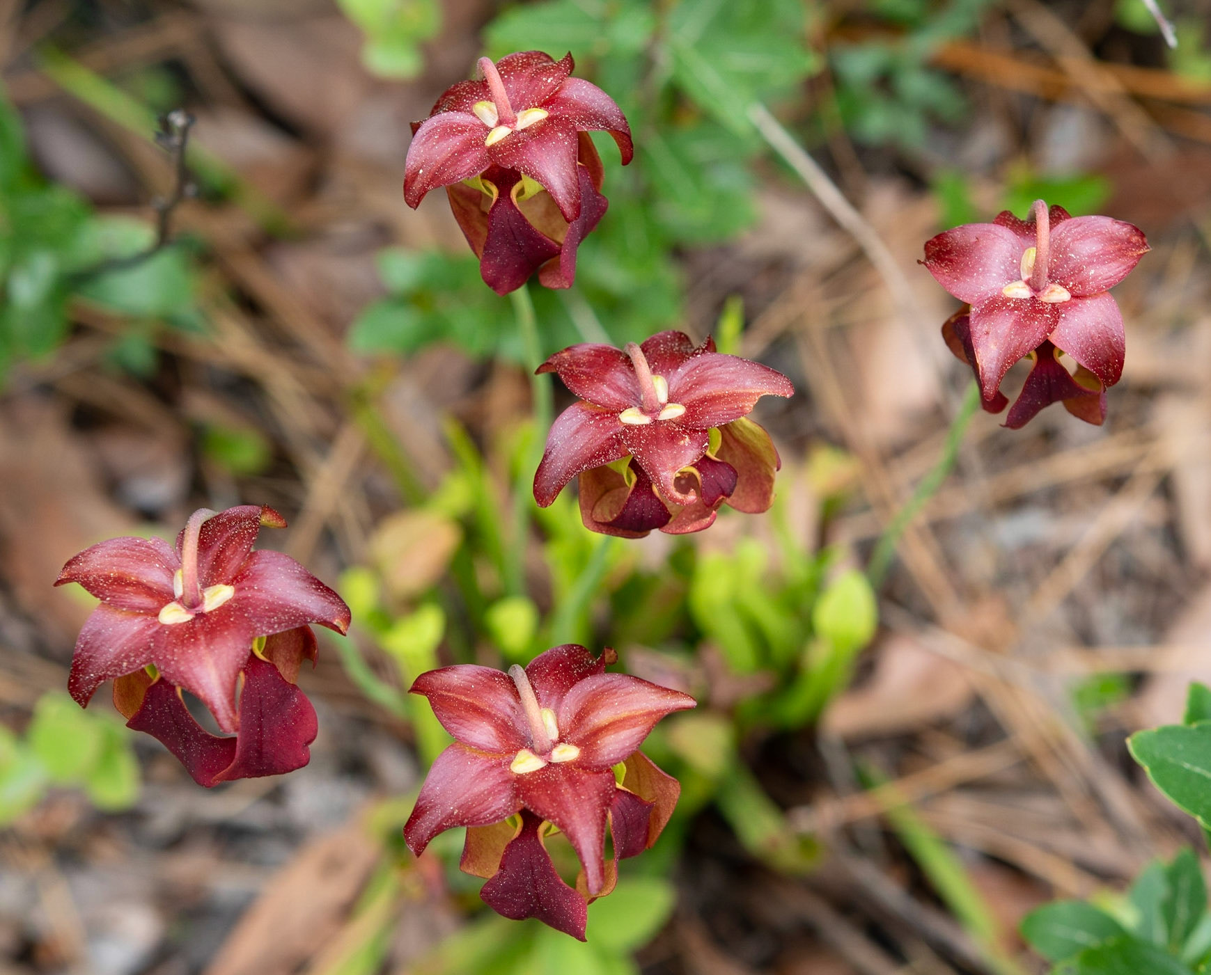 Sweet pitcher plant, Greenswamp Carnovorous 14
