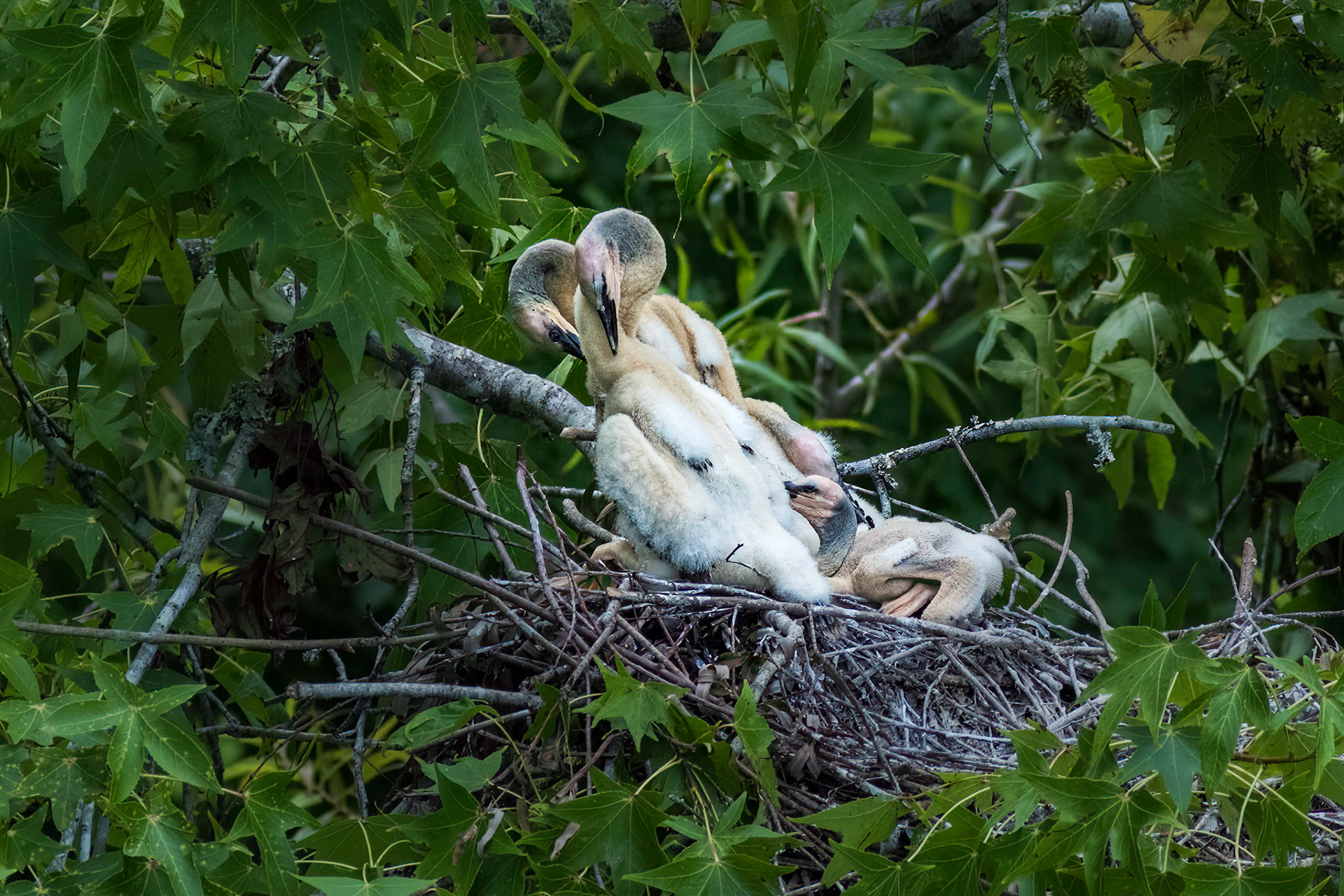 Anhinga nest 7, Sea Trail, Week of July 11, Nest 1