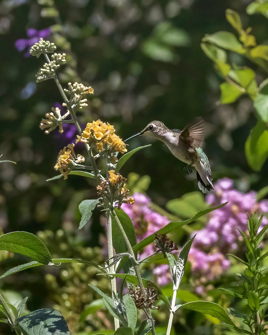 Hummingbird 7, Brunswick County Botanical Gardens