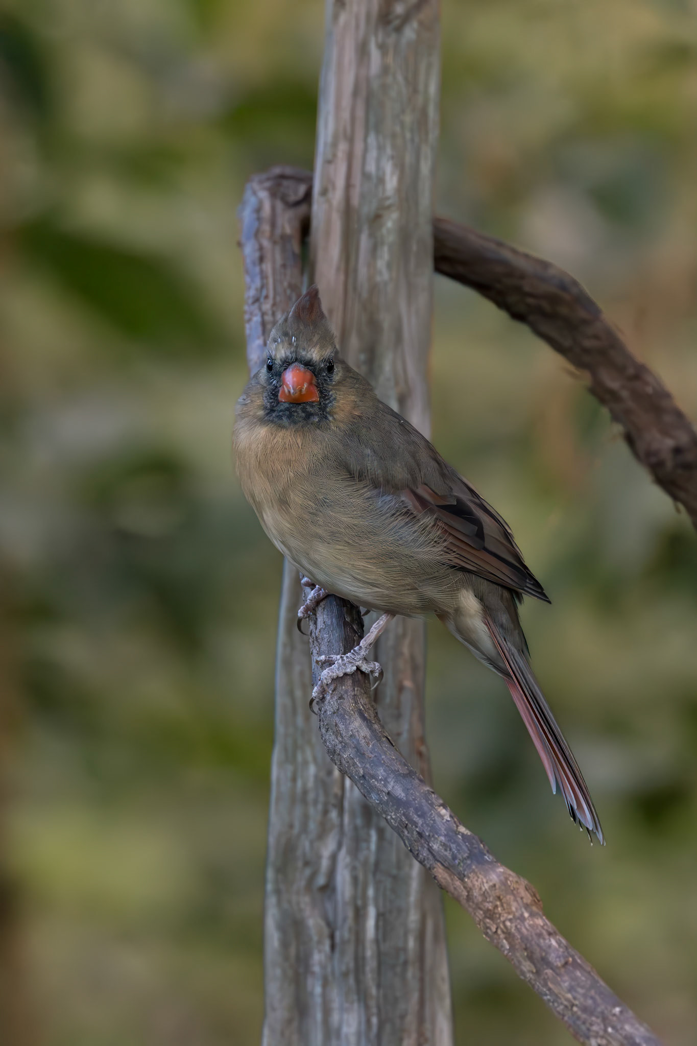 Female cardinal 1, The Nut House, Clemson,. SC