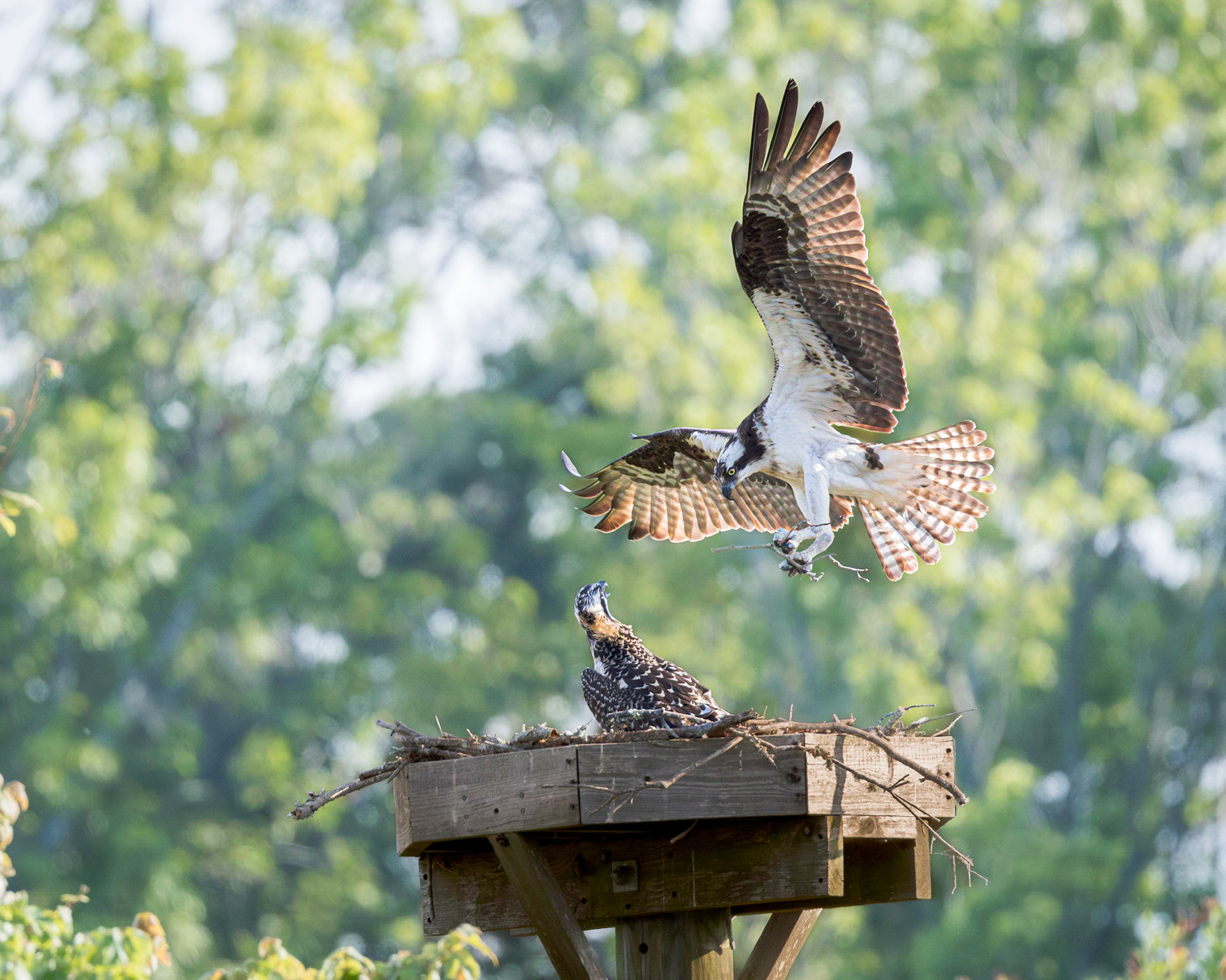 Osprey 113, Sea Trail