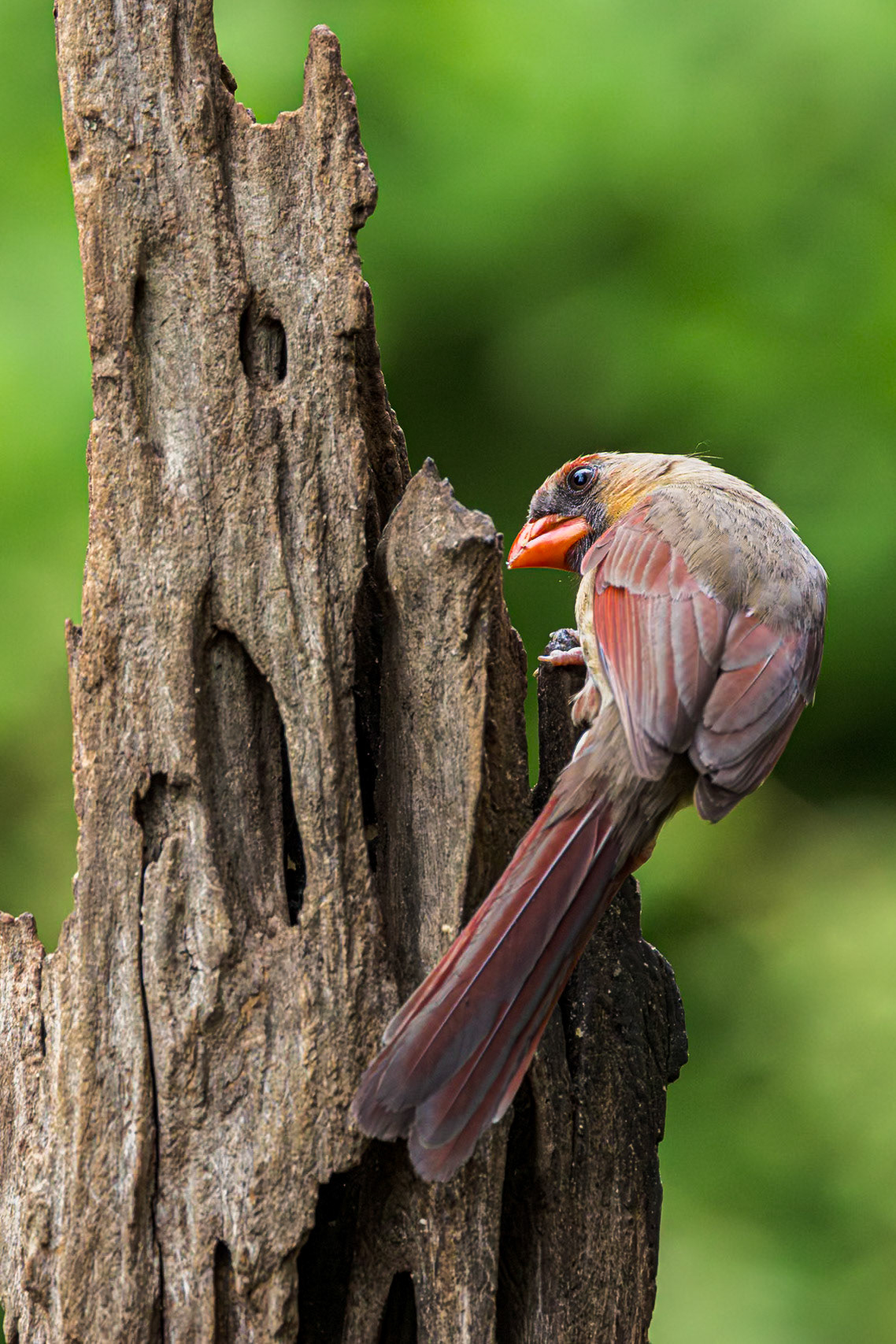 Cardinal 15, The Nut House, Clemson, SC