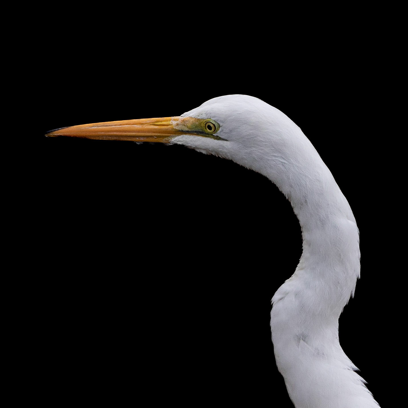 Low key great egret 5, Carl Bazemore bird platform, Sunset Beach, NC