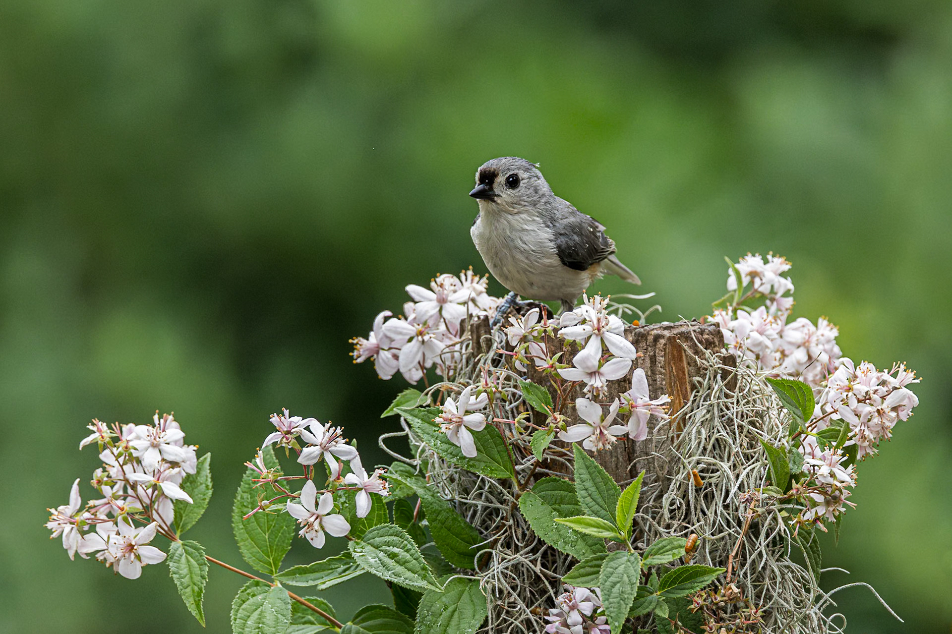 Tufted titmouse 6, The Nut House, Clemson, SC