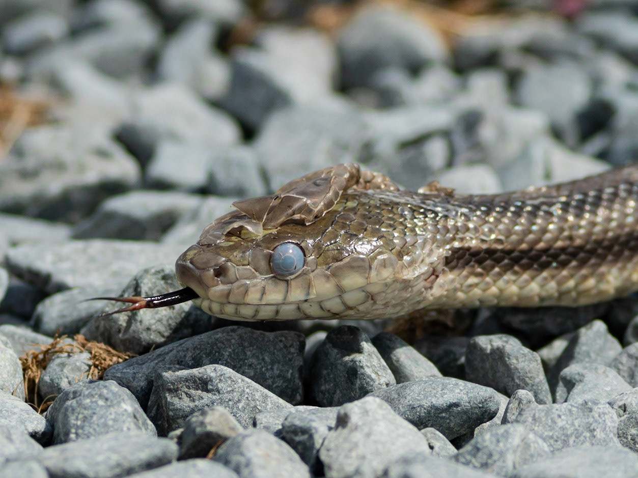 Garter Snake, Foot of Bridge Park, OIB