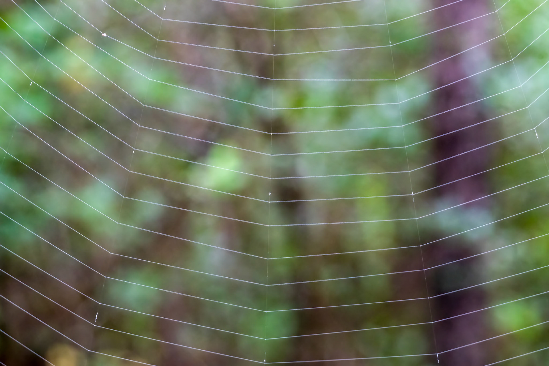 Spider web 1, Green Swamp Preserve