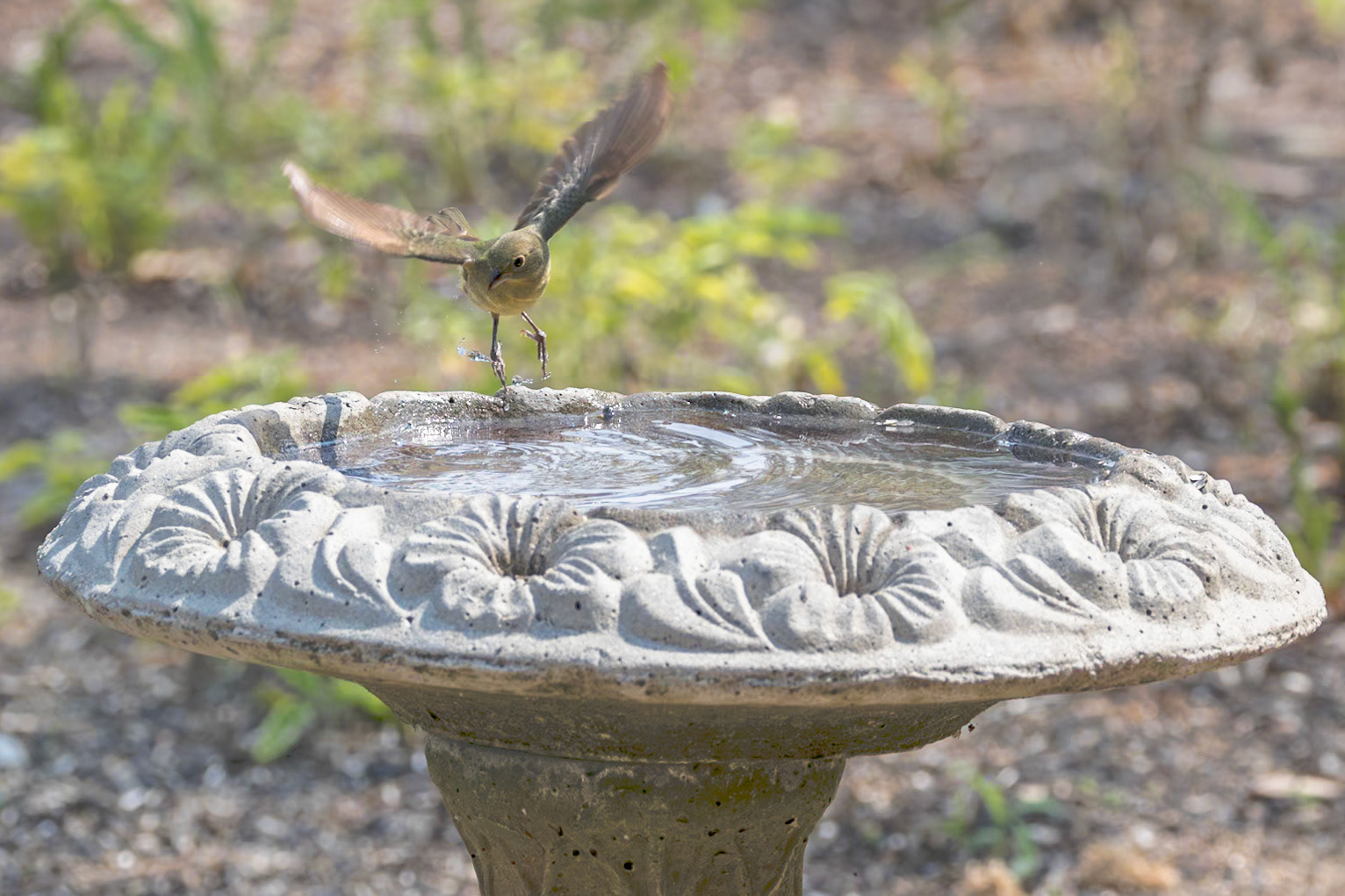 Female Painted Bunting 4, Huntingon Beach State Park, SC