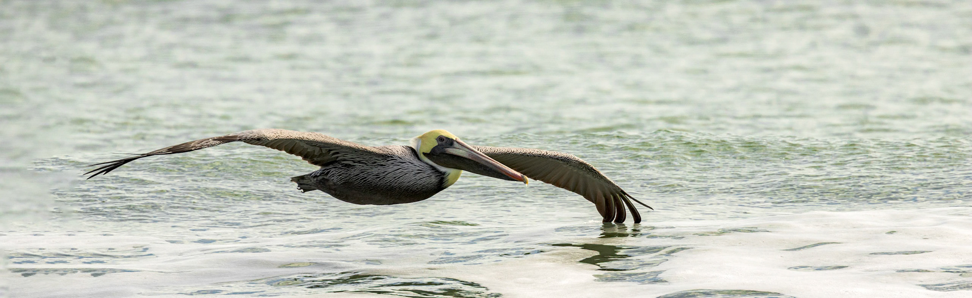 Brown pelicans 72, east end OIB