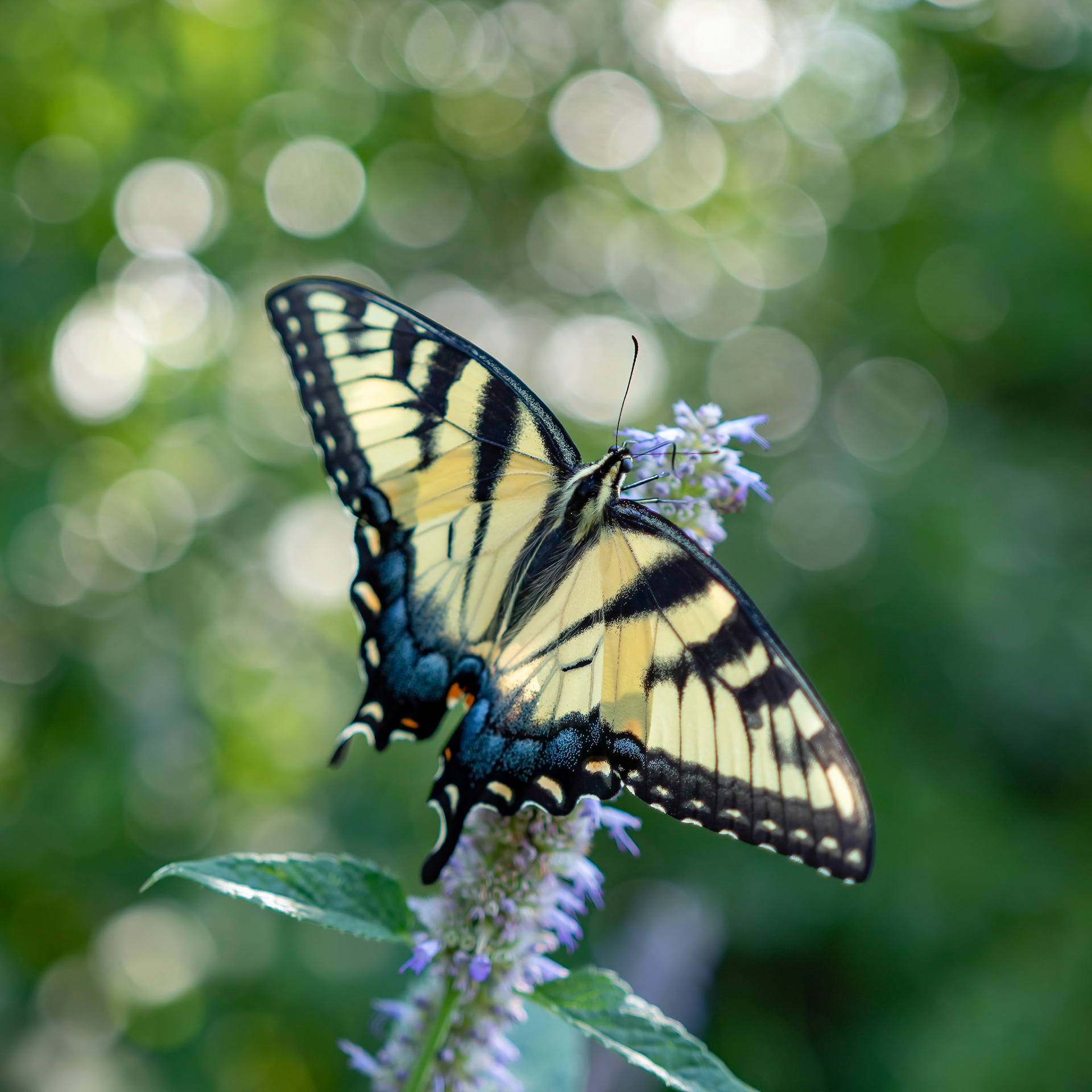 Eastern Tiger Swallowtail 2, Pittsboro, NV, Pittsboro, NV