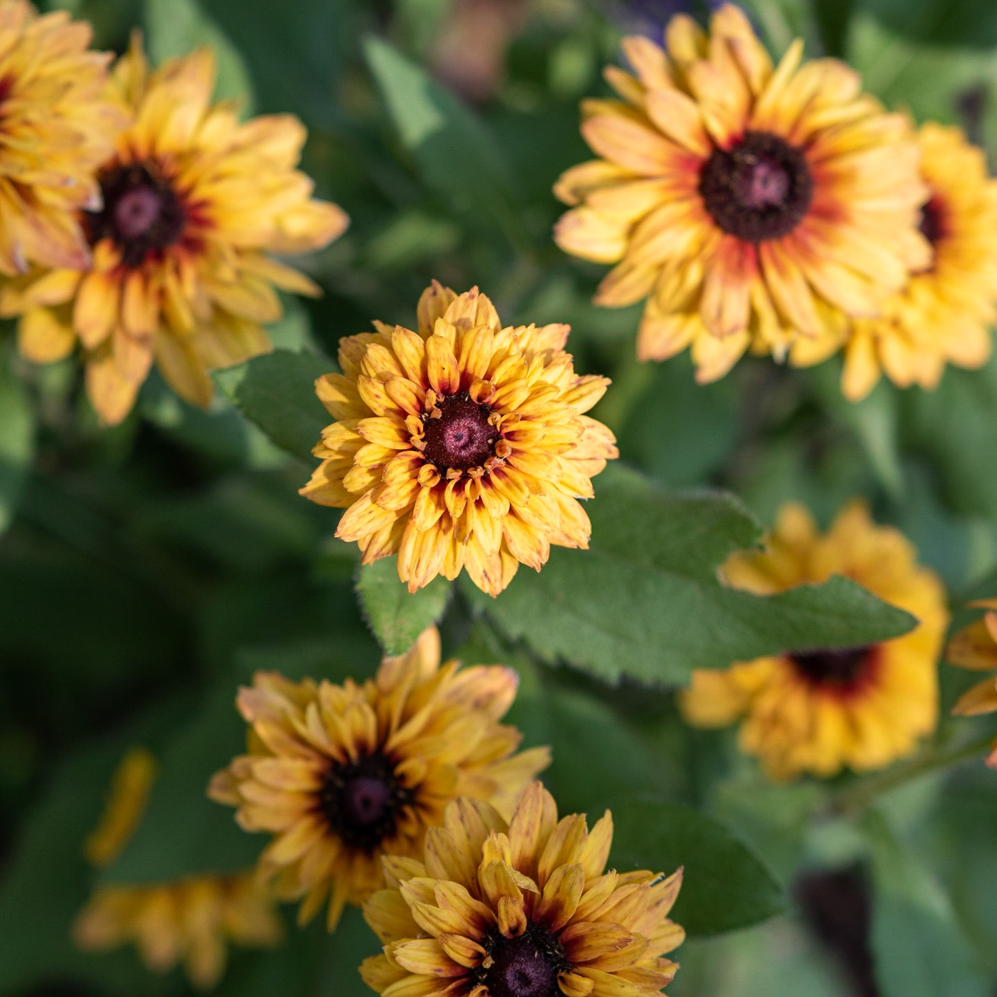 Fearrington Village, NC 9