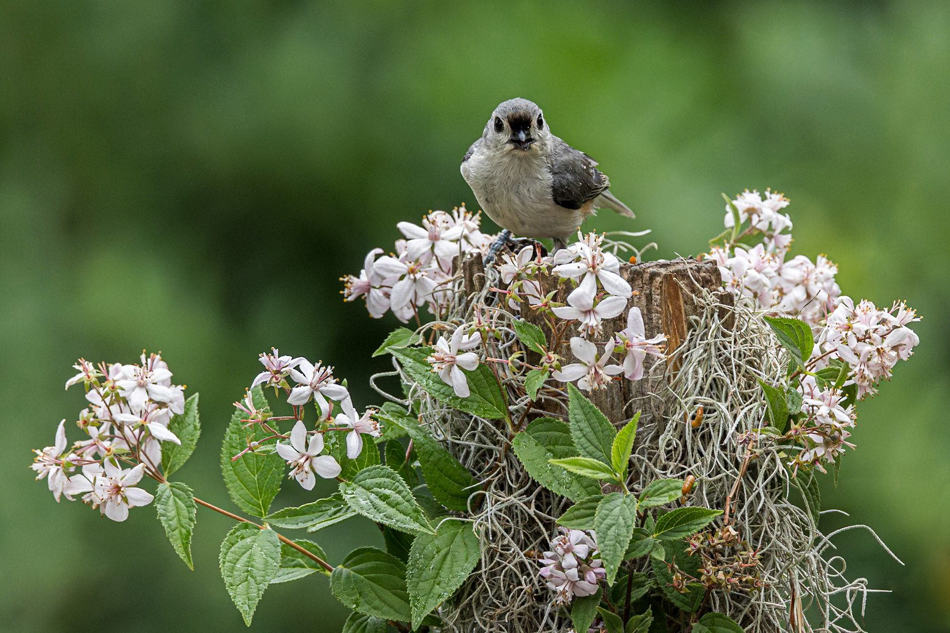 Tufted titmouse 7, The Nut House, Clemson, SC
