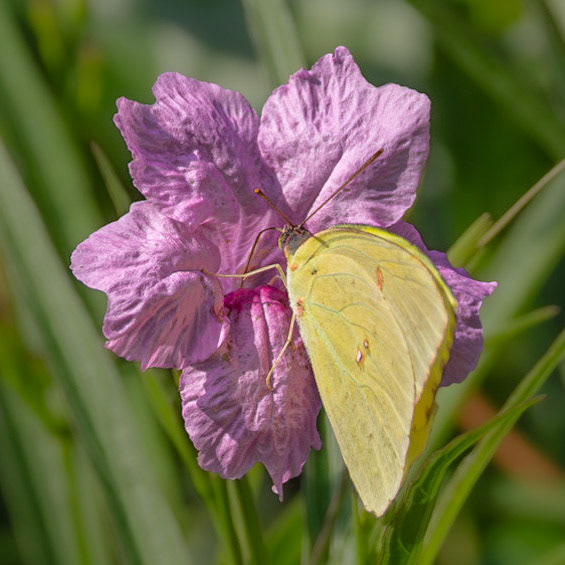 Cloudless sulfer on petunia 2, Brunswick County Botanical Gardens