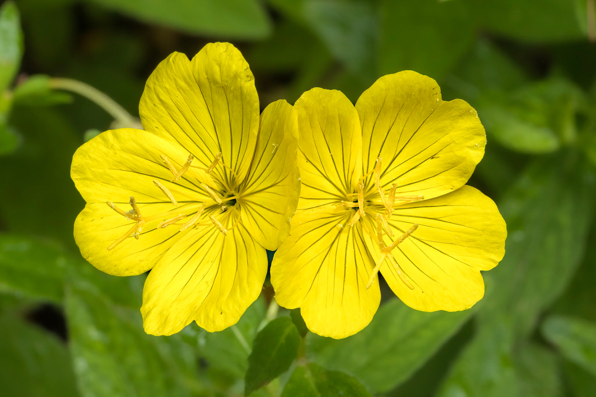 Evening Primose 1, Brunswick County Botanical Gardens