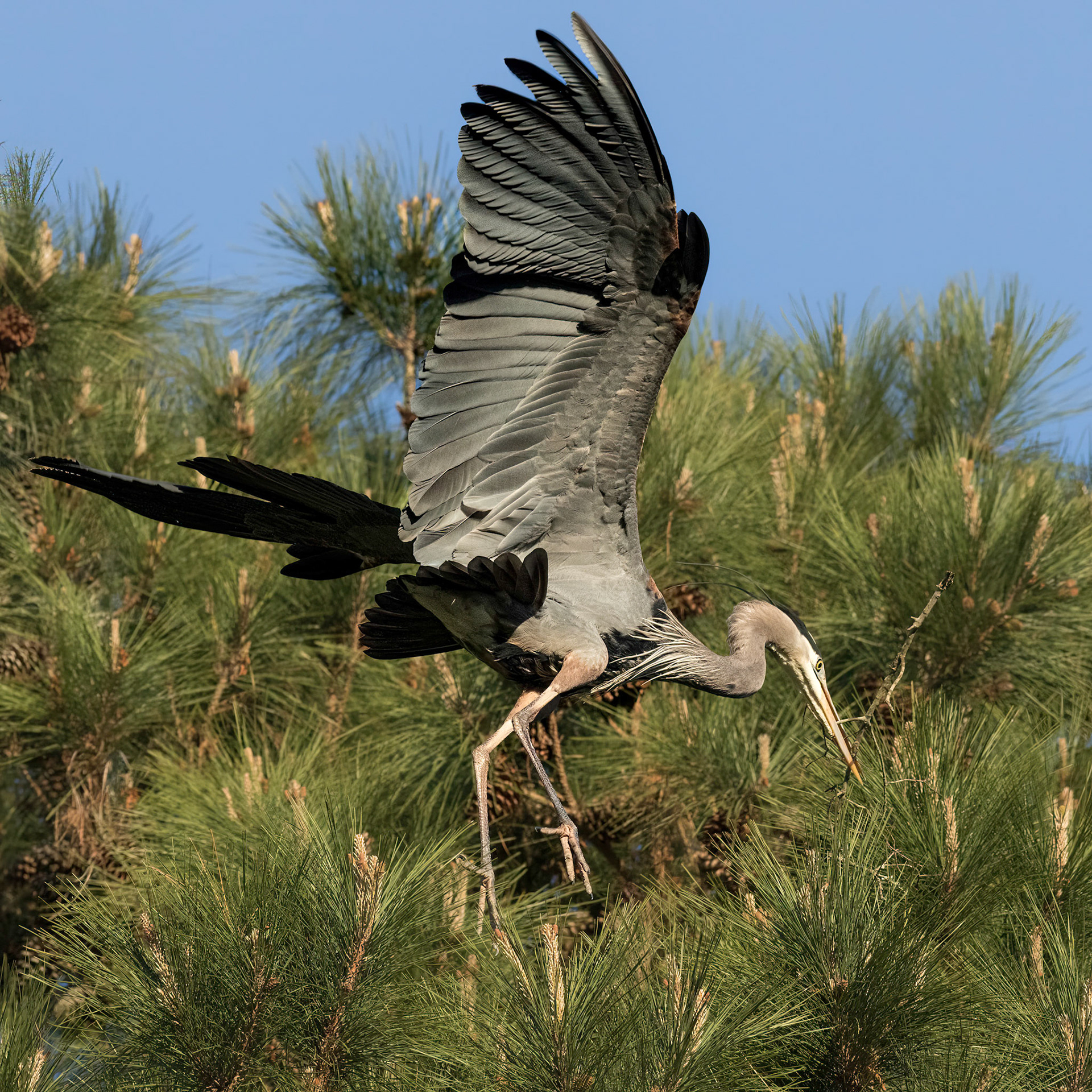Herons Mating 4, His landing