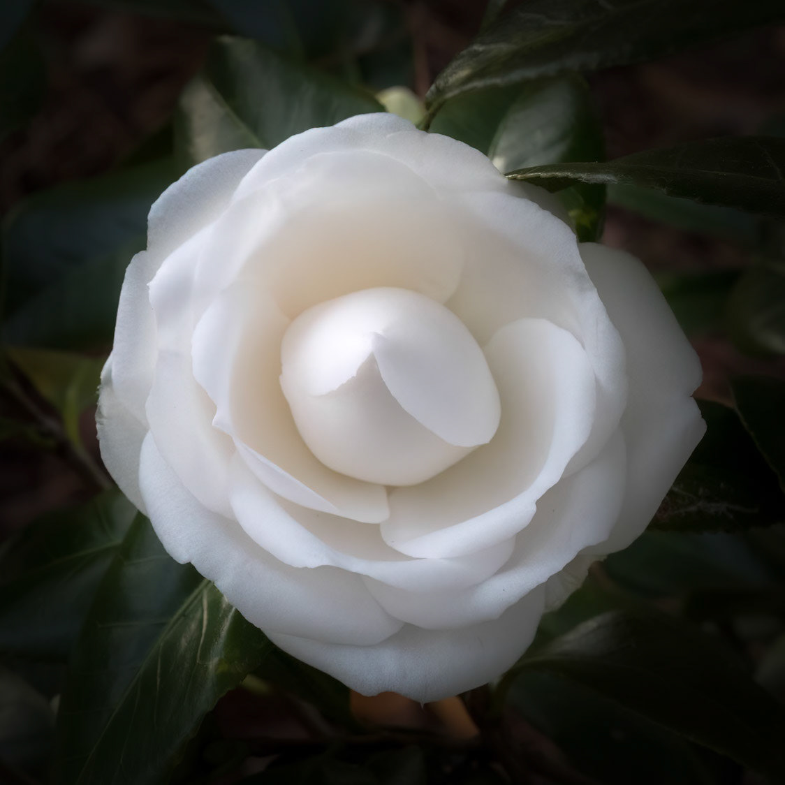 Camellia 5, Brunswick County Botanical Gardens