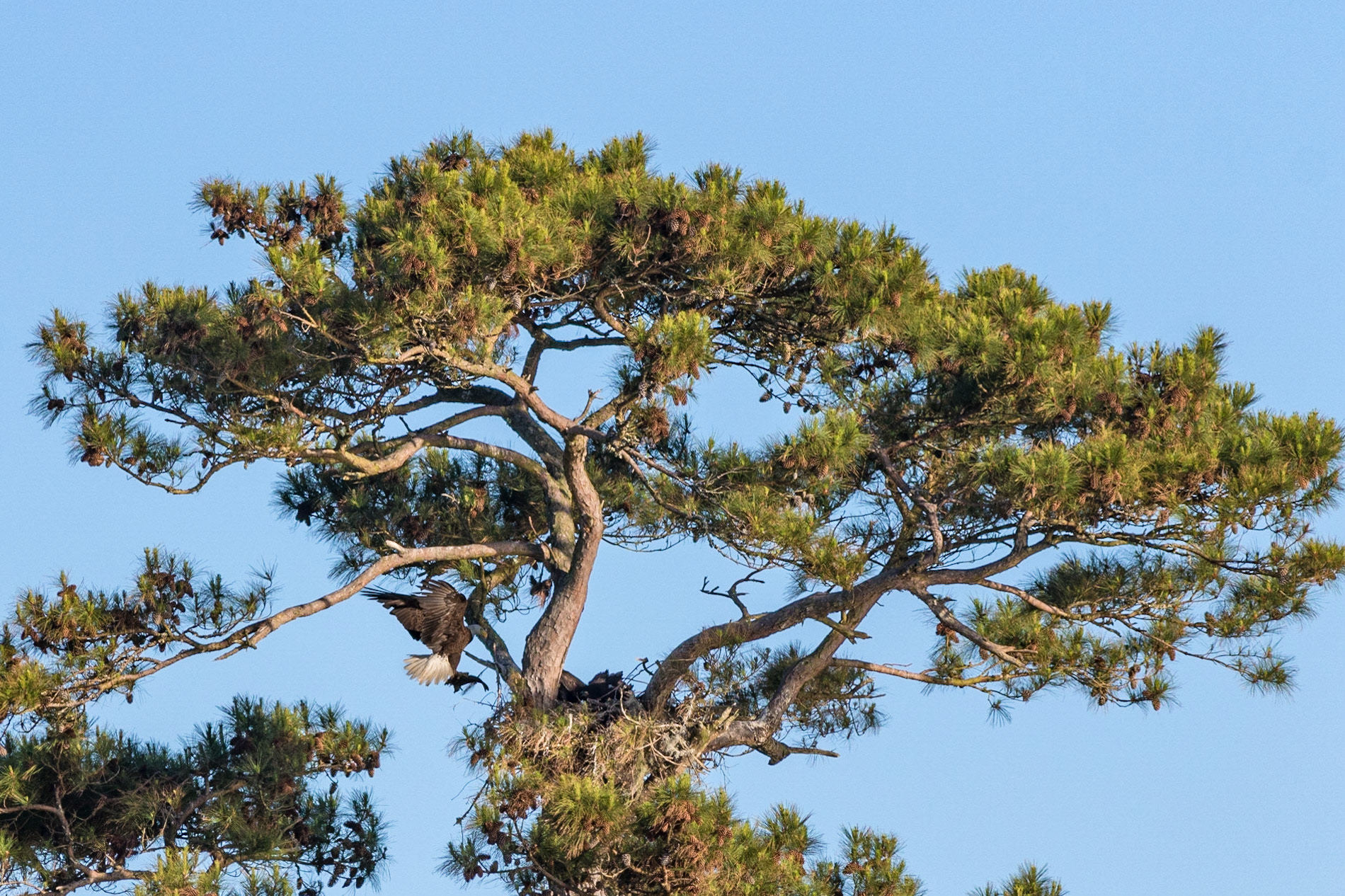 Bald eagle 47, Oyster Bay, Sunset Beach